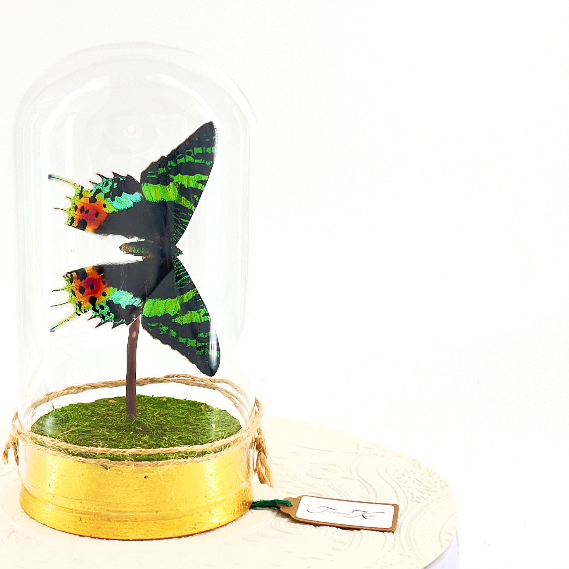 Large Pendant | Centerpiece | Sunset Moth | Rainbow | Green Yellow | Flutter by Katie | Sculpture Art | Butterfly Display | Madagascar