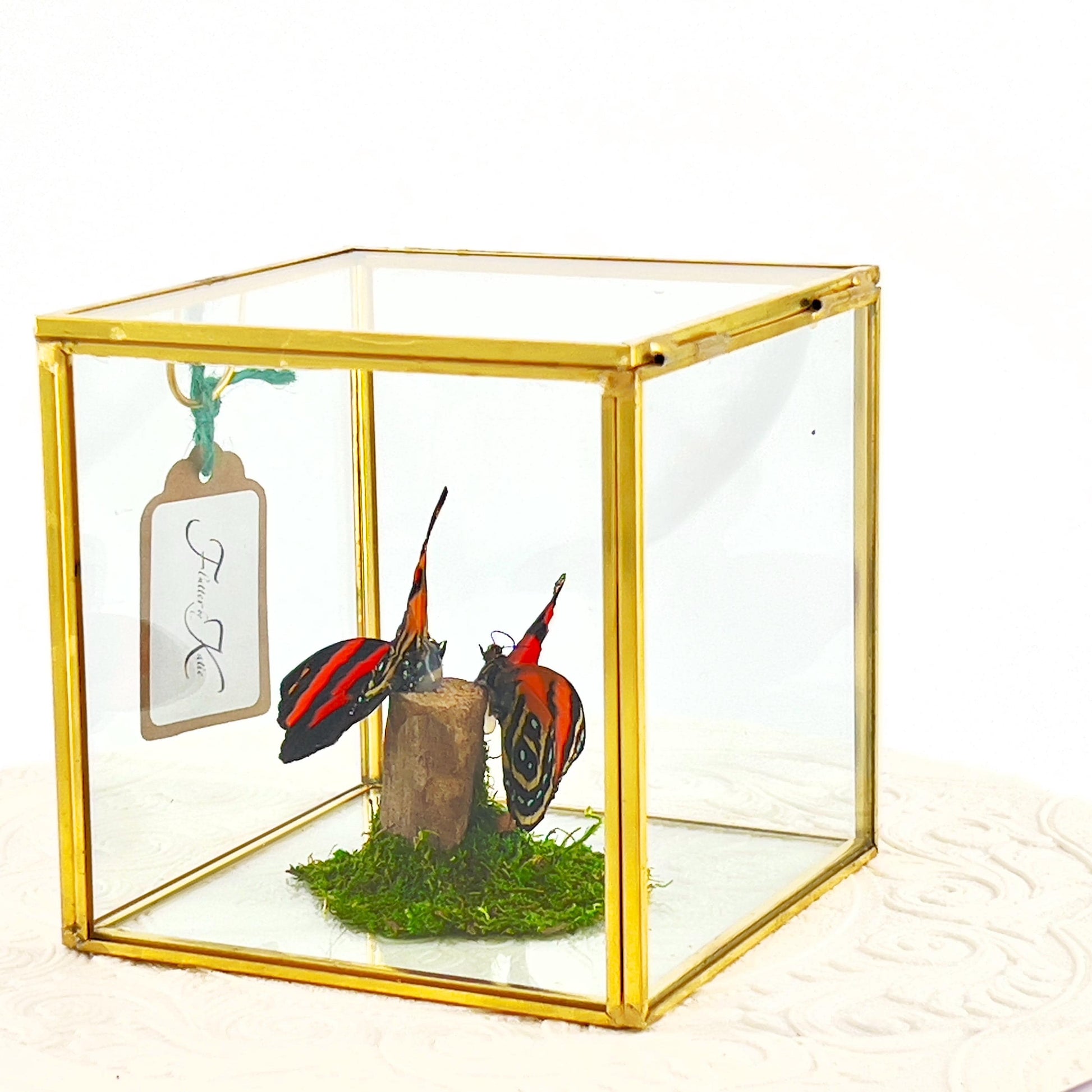 The Cube | Centerpiece | Cynosura Numbering | Red and Black | Butterfly Display | Flutter by Katie | Glass Cube | Handmade | South America