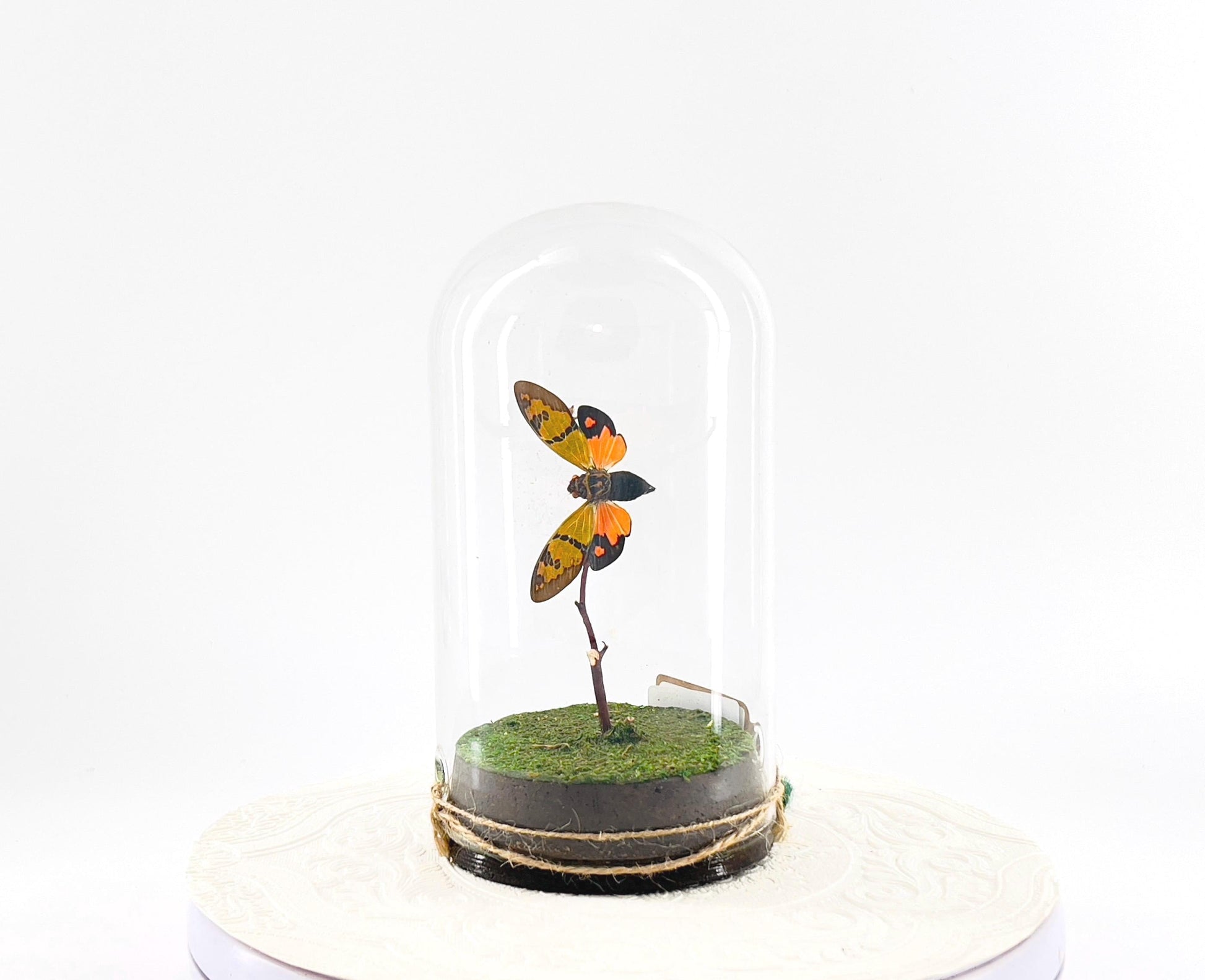 Large Pendant | Orange Cicada | Flutter by Katie | Butterfly Sculpture Art | Handmade | Butterfly Display Home Decor | Laos