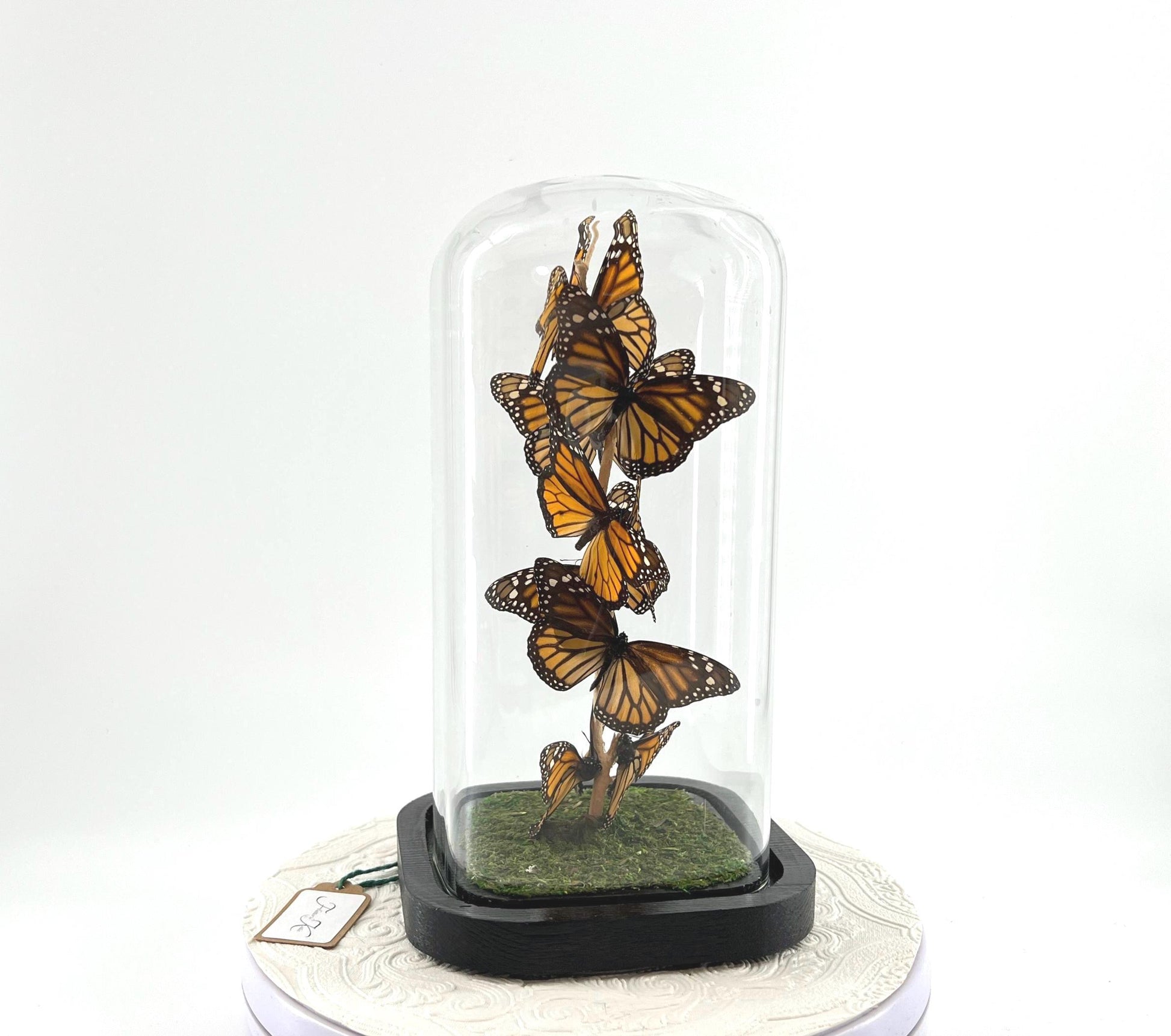 Small Centerpiece | Monarch | Orange Black | Flutter by Katie | Handmade Butterfly Sculpture Art | Taxidermy | Home Decor | North America