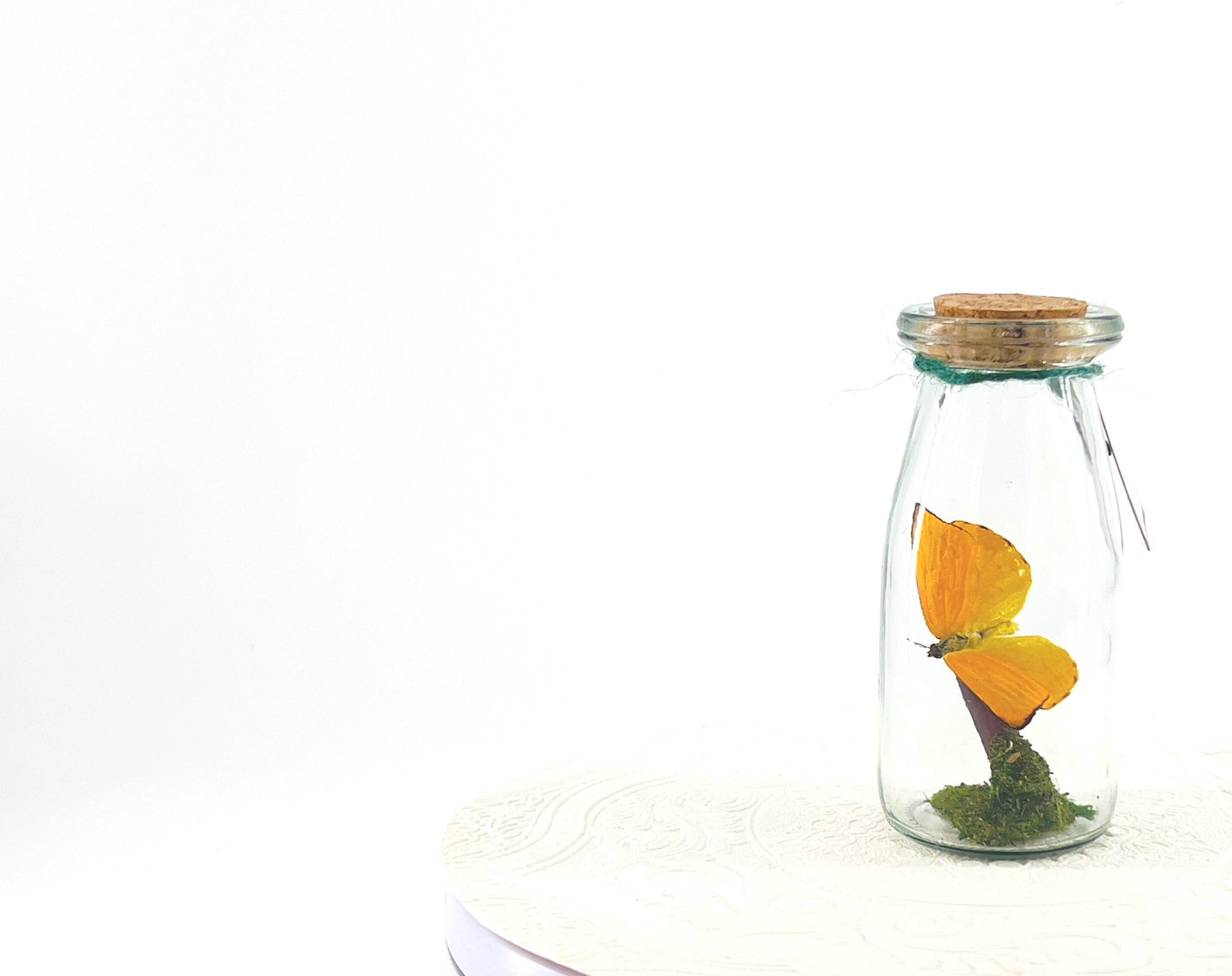Accent | Centerpiece | Apricot Sulphur | Yellow | Flutter by Katie | Butterflyt Display | Handmade | Real Butterflies | Decor| South America