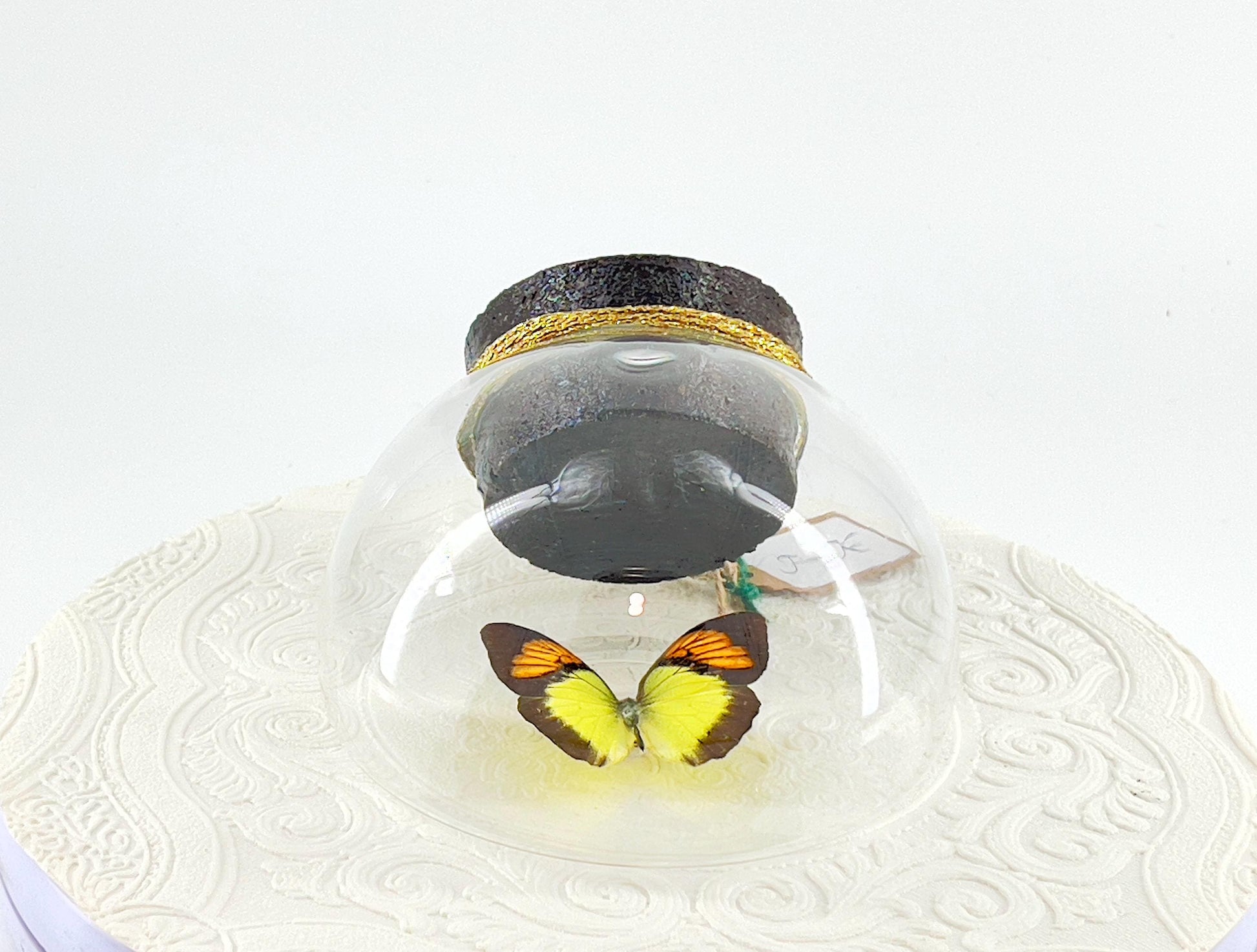 Droplet | Tabletop | Wall Hanging |Yellow Orange Tip | Flutter by Katie | Sculpture Art | Butterfly Display | Glass Bubble | Decor | SE Asia