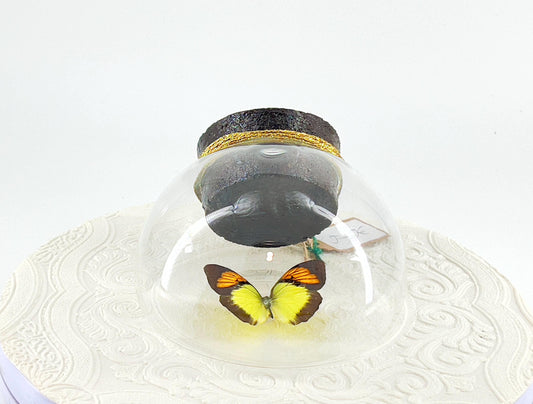 Droplet | Tabletop | Wall Hanging |Yellow Orange Tip | Flutter by Katie | Sculpture Art | Butterfly Display | Glass Bubble | Decor | SE Asia