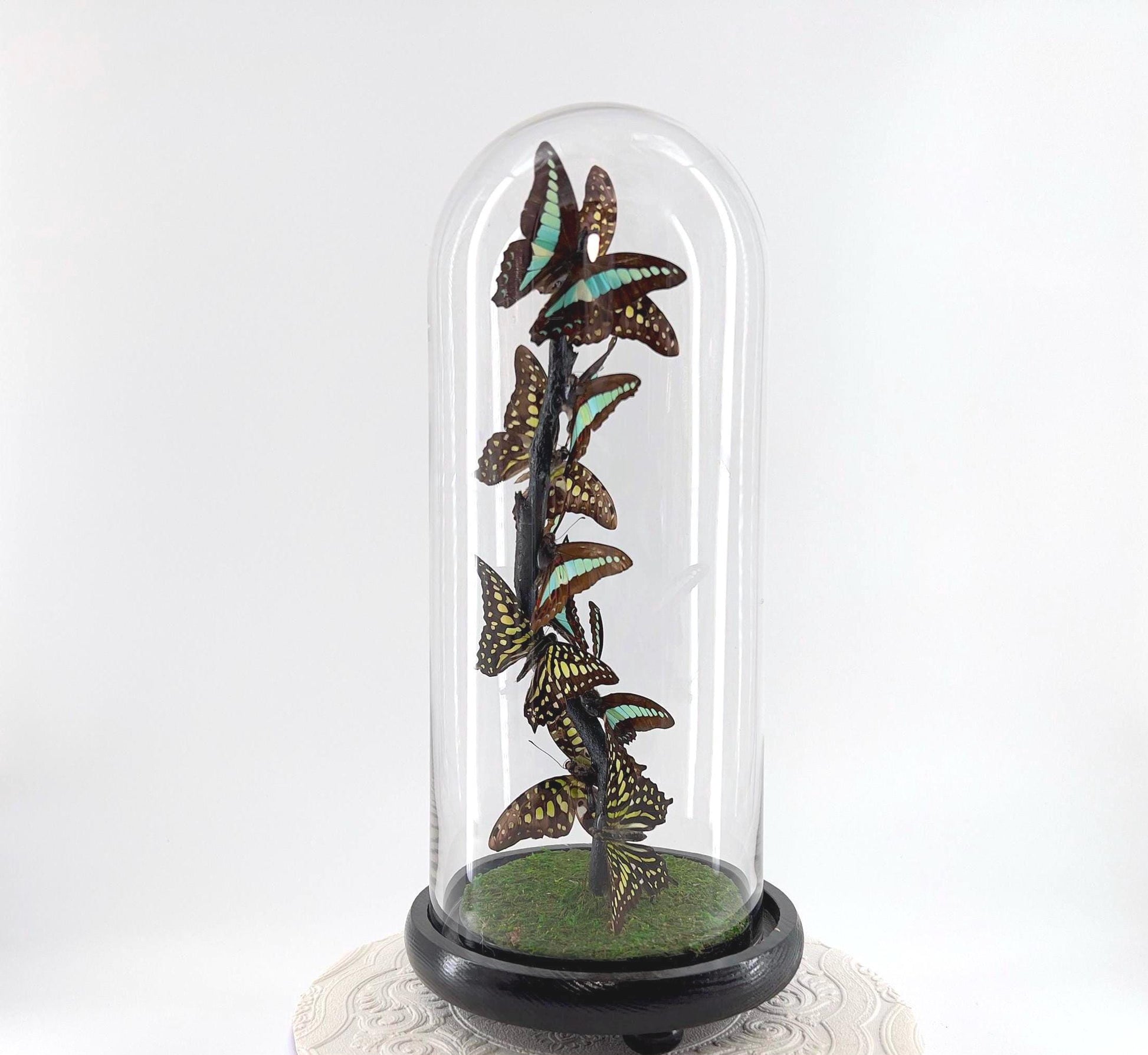 Medium Centerpiece | Agamemnon | Blue Triangle | Green Blue | Flutter by Katie | Butterfly Taxidermy | Handmade Sculpture Art | Philippines