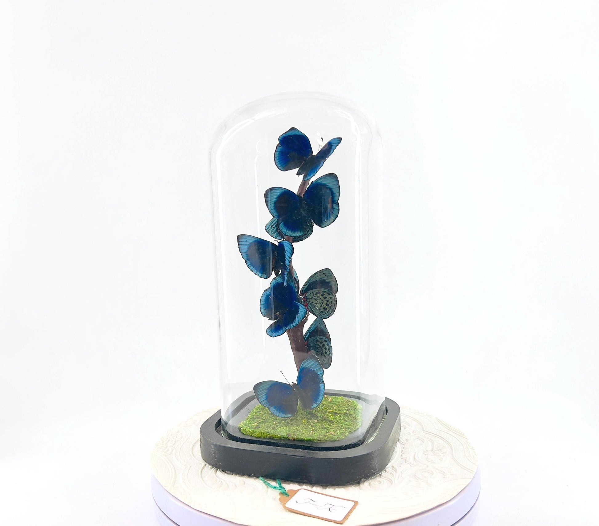 Small Centerpiece | Blue Glory Butterfly | Blue | Flutter by Katie | Handmade Butterfly Sculpture Art | Taxidermy | Home Decor | Peru