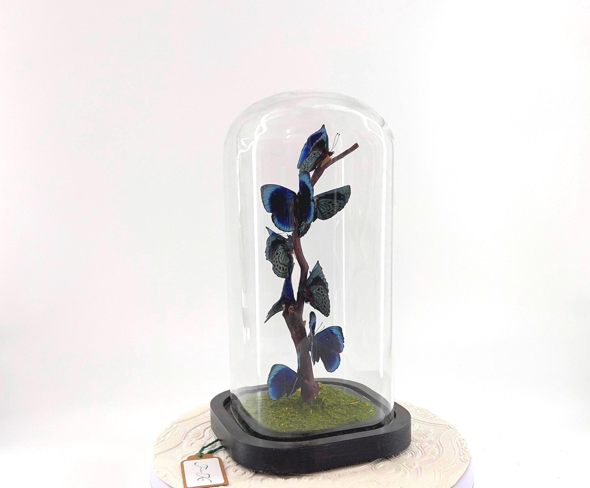 Small Centerpiece | Blue Glory Butterfly | Blue | Flutter by Katie | Handmade Butterfly Sculpture Art | Taxidermy | Home Decor | Peru