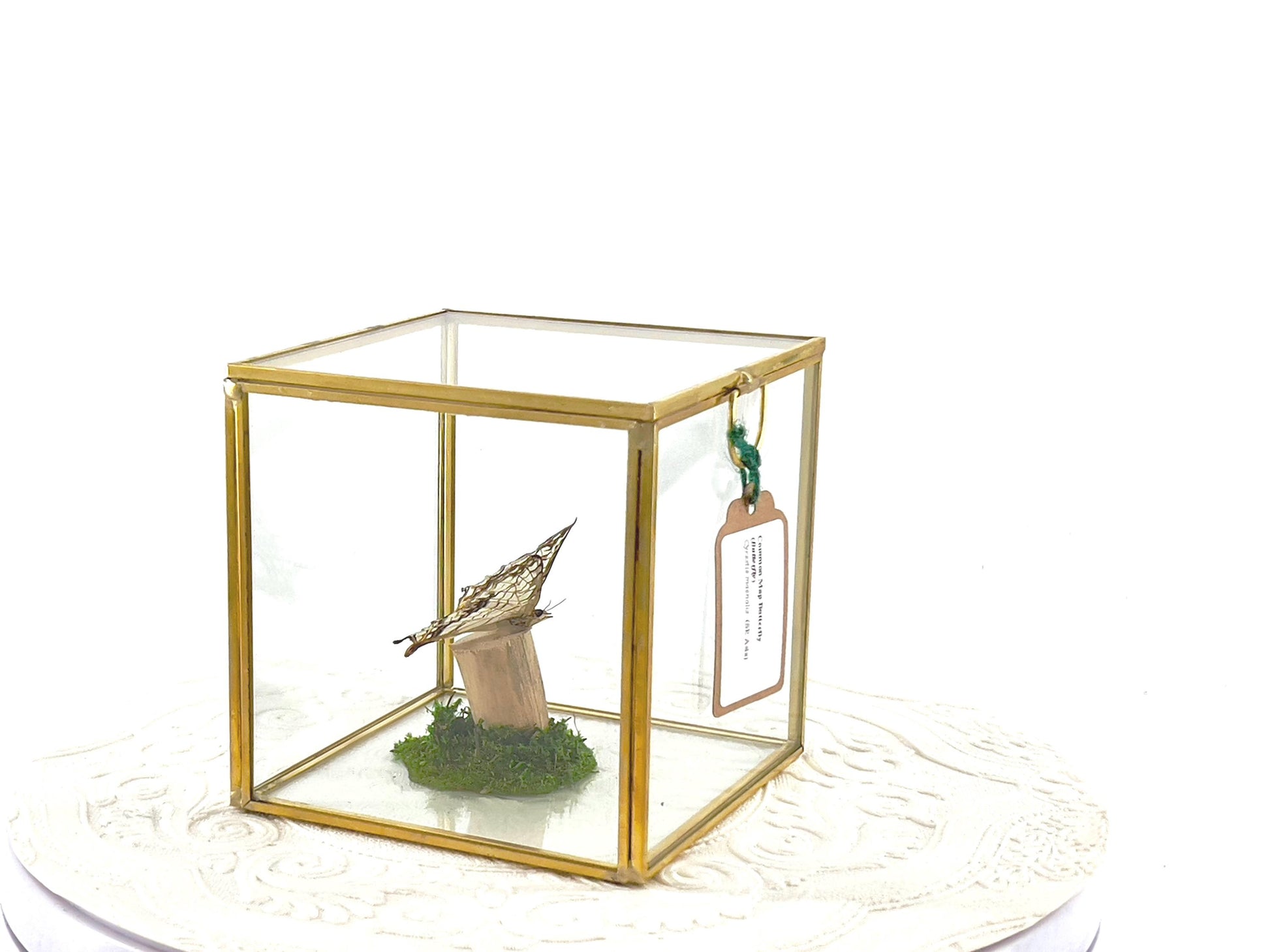 The Cube | Centerpiece | Common Map | Brown White | Butterfly Display | Flutter by Katie | Glass Cube | Handmade Sculpture Art | SE Asia