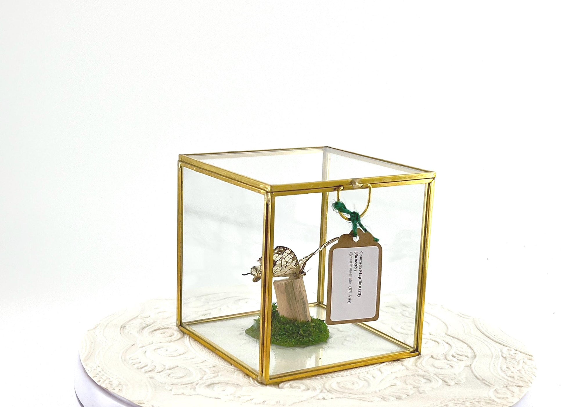 The Cube | Centerpiece | Common Map | Brown White | Butterfly Display | Flutter by Katie | Glass Cube | Handmade Sculpture Art | SE Asia