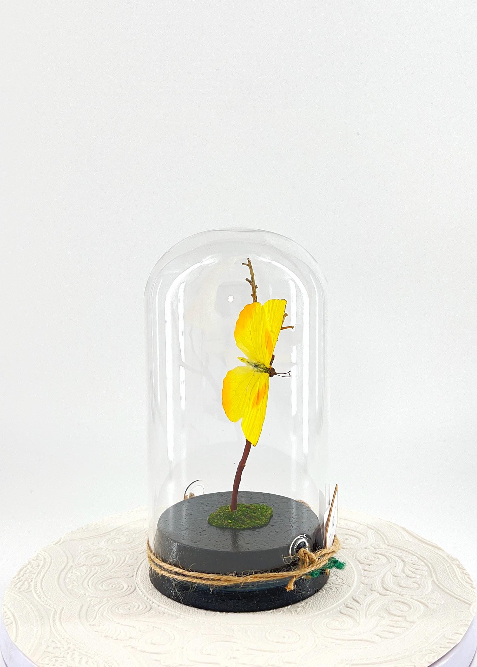 Large Pendant | Orange-barred Sulphur | Yellow | Flutter by Katie | Handmade Butterfly Sculpture Art | Home Decor | North America