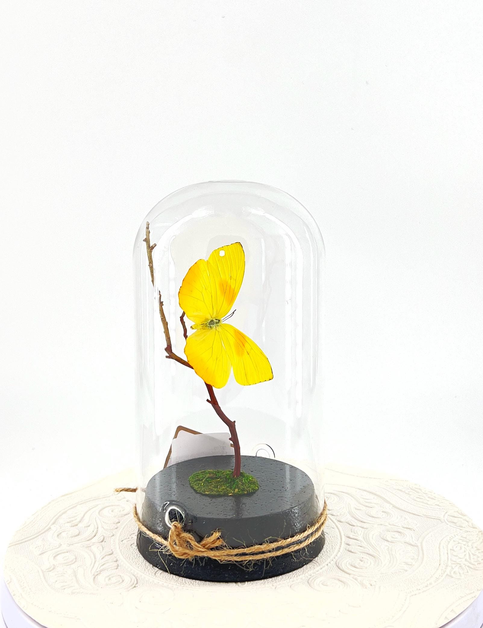 Large Pendant | Orange-barred Sulphur | Yellow | Flutter by Katie | Handmade Butterfly Sculpture Art | Home Decor | North America