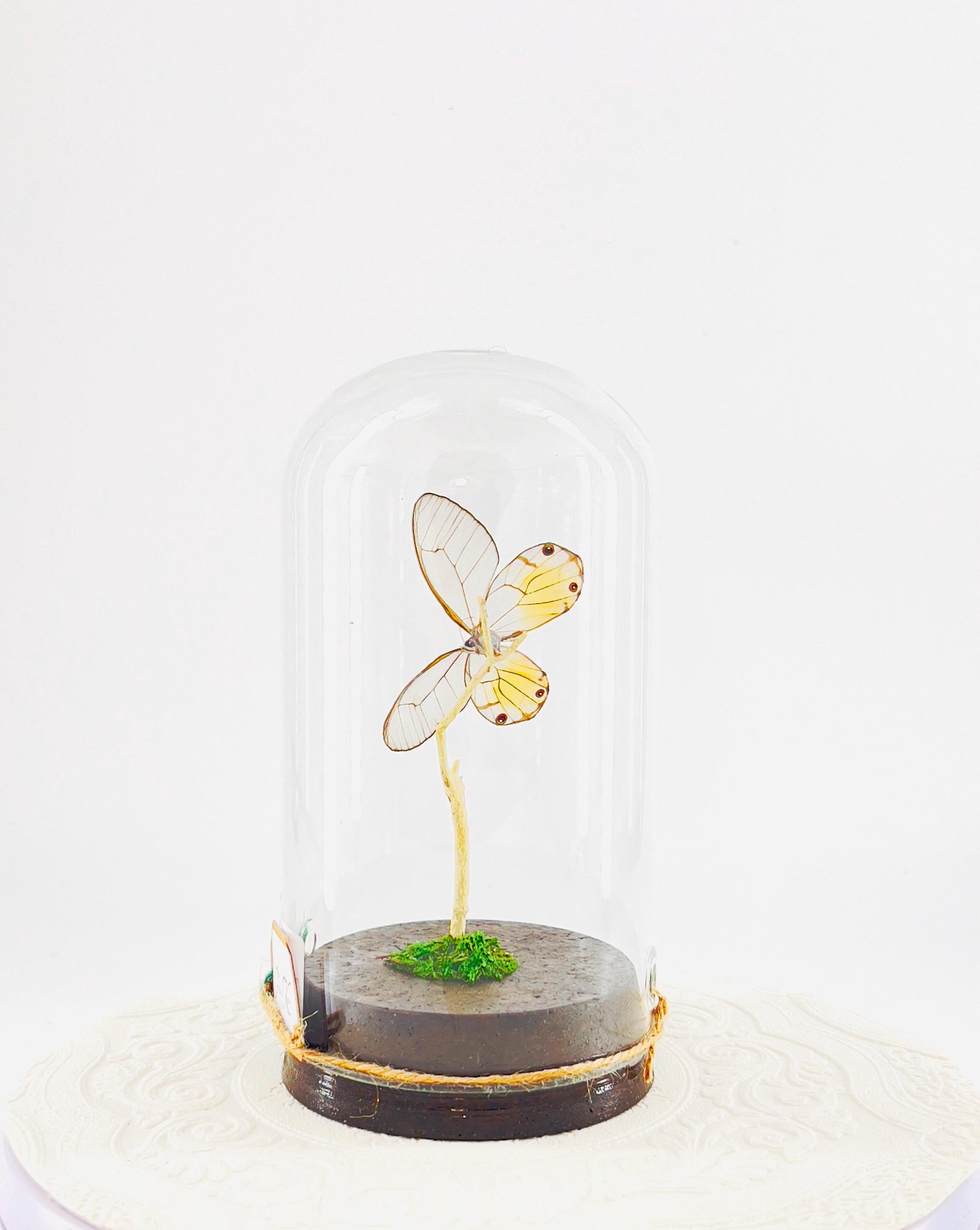 Large Pendant | Amber Phantom | Glasswing | Transparent | Flutter by Katie | Handmade Butterfly Sculpture Art | Home Decor | Peru
