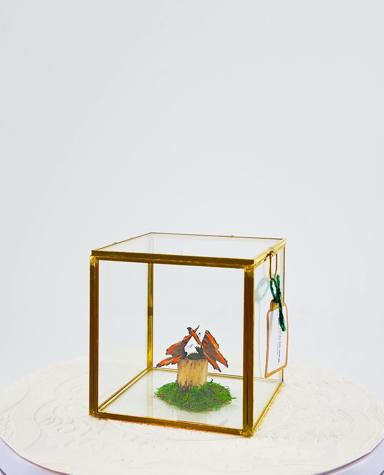 The Cube | Centerpiece | Milbert's Tortoiseshell | Brown Orange| Handmade Butterfly Sculpture Art | Flutter by Katie | Glass Cube| N America