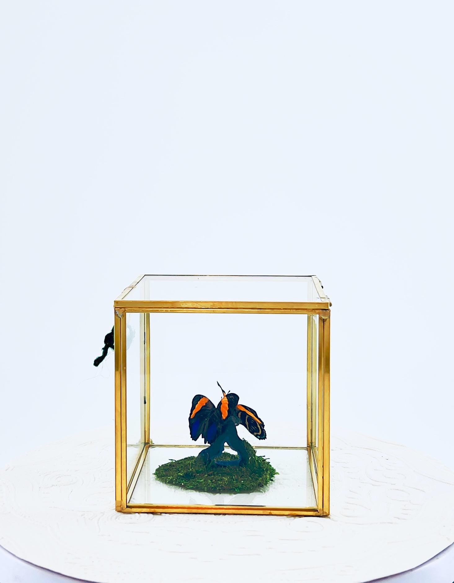 The Cube | Centerpiece | Aegina Numberwing | Blue Yellow Stripes | Handmade Butterfly Sculpture Art | Flutter by Katie | Glass Cube | Peru