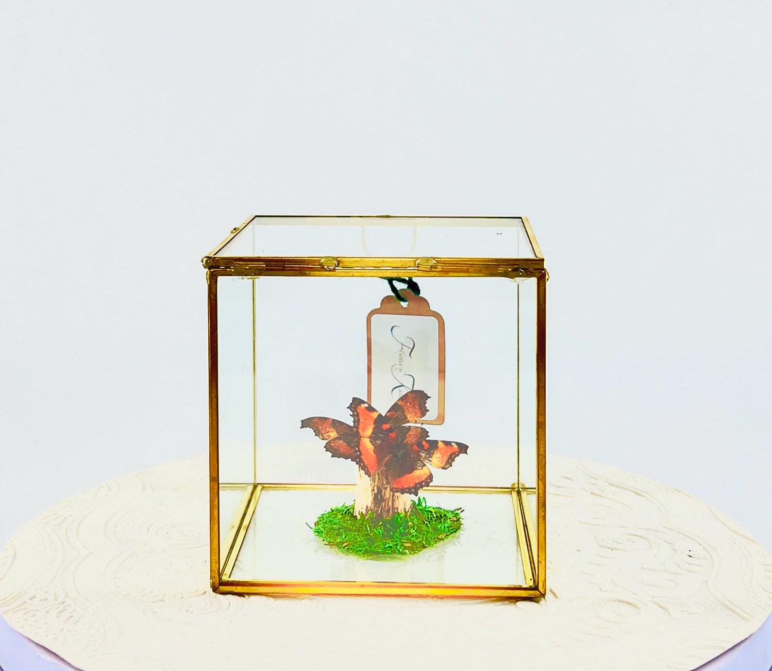 The Cube | Centerpiece | Milbert's Tortoiseshell | Brown Orange| Handmade Butterfly Sculpture Art | Flutter by Katie | Glass Cube| N America