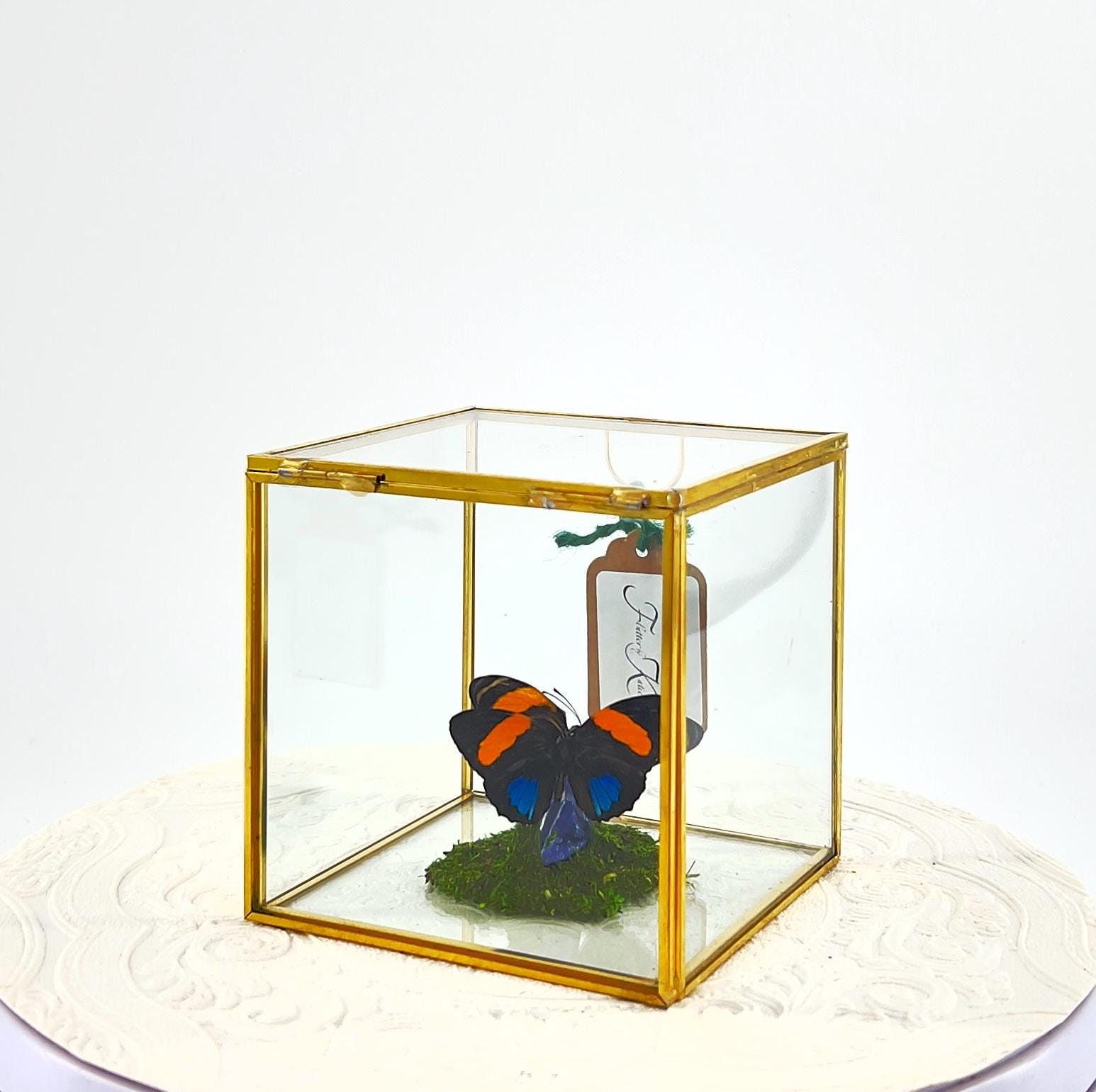 The Cube | Centerpiece | Aegina Numberwing | Blue Yellow Stripes | Handmade Butterfly Sculpture Art | Flutter by Katie | Glass Cube | Peru