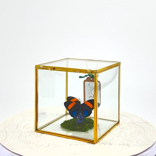 The Cube | Centerpiece | Aegina Numberwing | Blue Yellow Stripes | Handmade Butterfly Sculpture Art | Flutter by Katie | Glass Cube | Peru