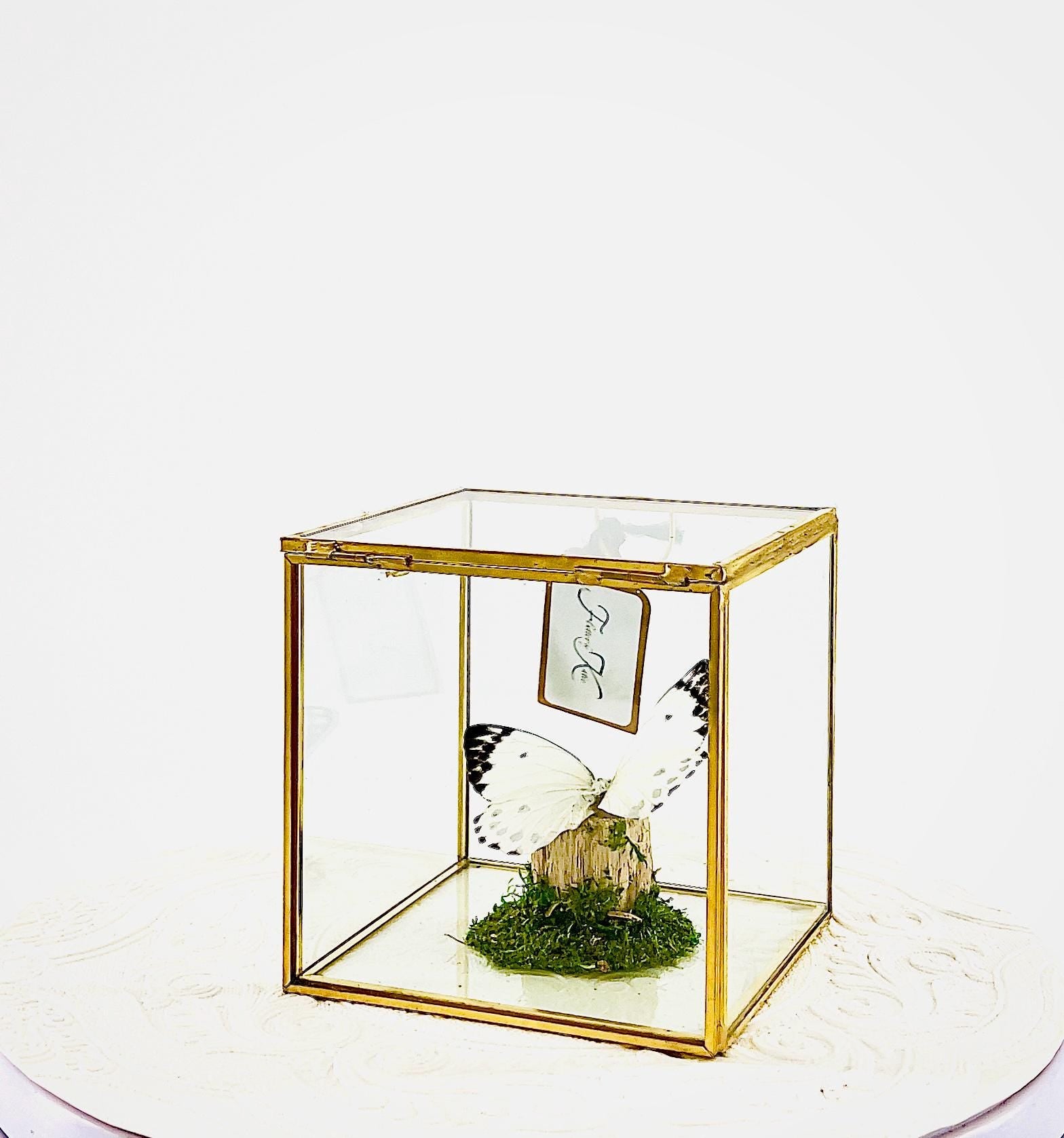 The Cube | Centerpiece | Calypso | White Black polkadots | Handmade Butterfly Sculpture Art | Flutter by Katie | Glass Cube | Central Africa