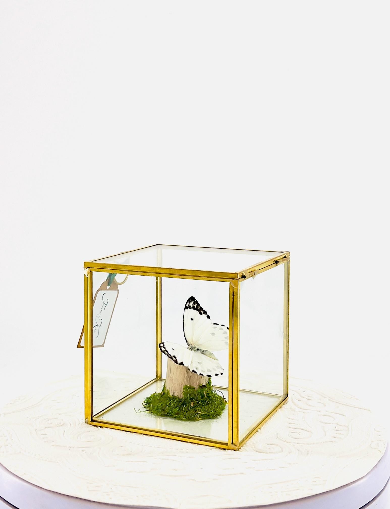 The Cube | Centerpiece | Calypso | White Black polkadots | Handmade Butterfly Sculpture Art | Flutter by Katie | Glass Cube | Central Africa