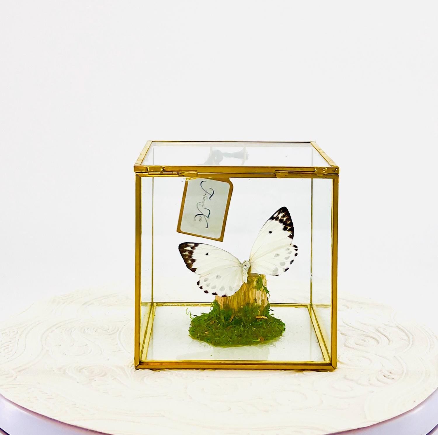 The Cube | Centerpiece | Calypso | White Black polkadots | Handmade Butterfly Sculpture Art | Flutter by Katie | Glass Cube | Central Africa