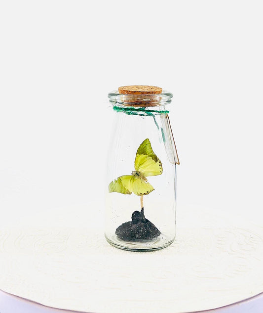 Accent | Centerpiece | Mint Green Glider | Flutter by Katie | Handmade Real Butterfly Sculpture Art | Home Decor | Central Africa