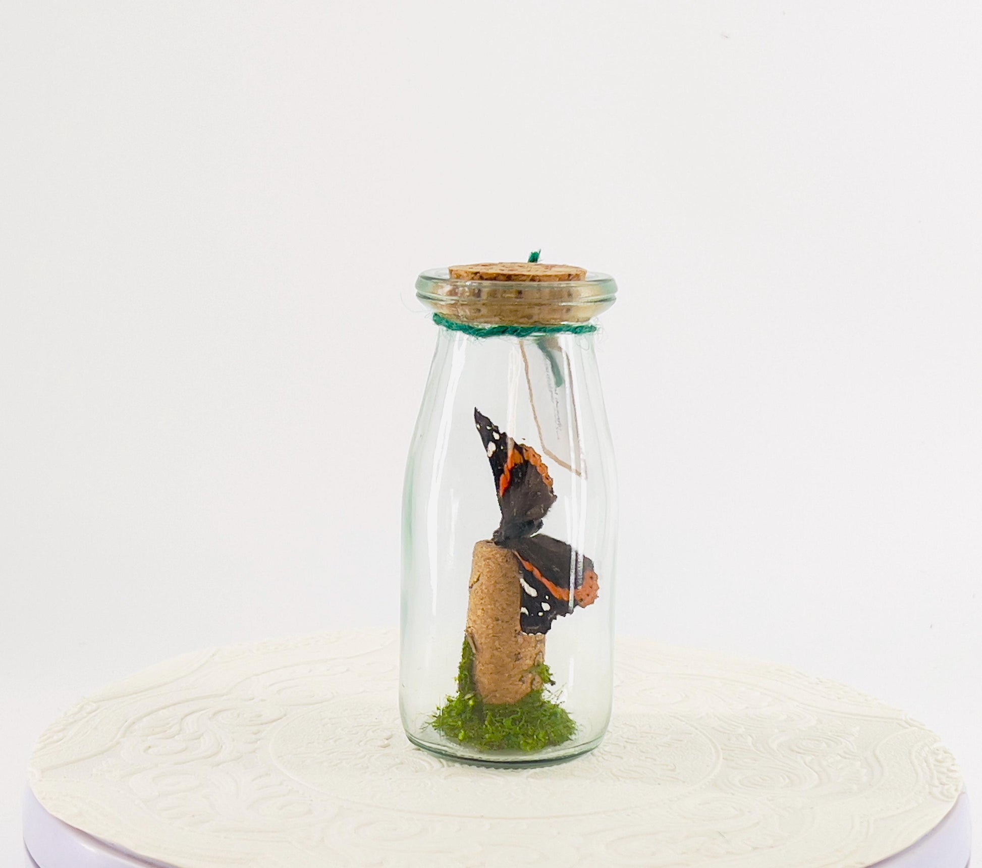 Accent | Centerpiece | Red Admiral Orange Black | Flutter by Katie | Butterflyt Display | Handmade | Real Butterflies | Decor| New York USA