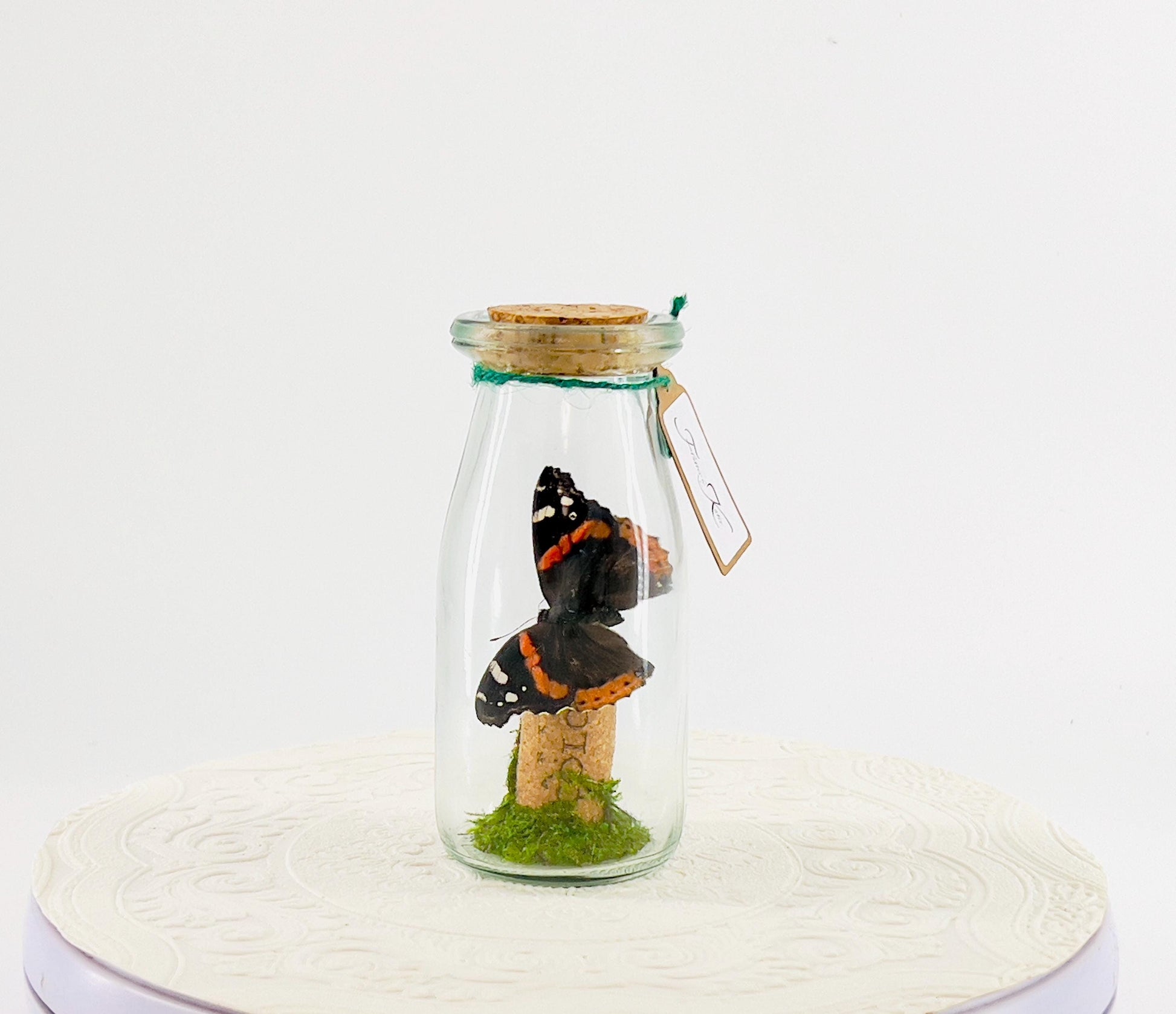 Accent | Centerpiece | Red Admiral Orange Black | Flutter by Katie | Butterflyt Display | Handmade | Real Butterflies | Decor| New York USA