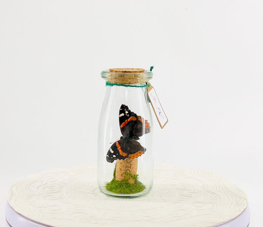 Accent | Centerpiece | Red Admiral Orange Black | Flutter by Katie | Butterflyt Display | Handmade | Real Butterflies | Decor| New York USA