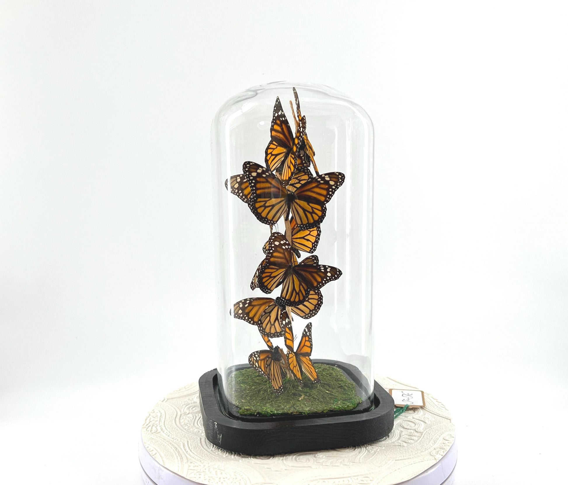 Small Centerpiece | Monarch | Orange Black | Flutter by Katie | Handmade Butterfly Sculpture Art | Taxidermy | Home Decor | North America