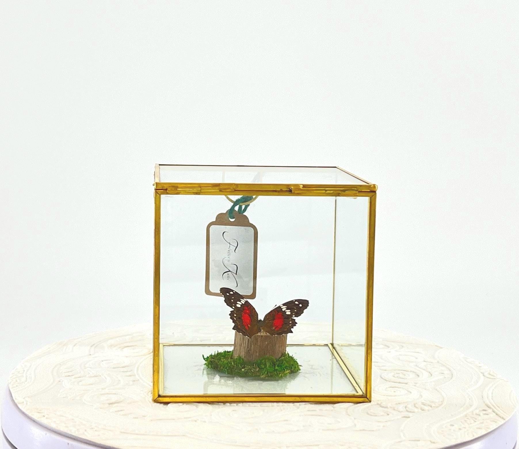 The Cube | Centerpiece | Scarlet Peacock | Red White | Flutter by Katie | Handmade Butterfly Sculpture Art | Home Decor | South America