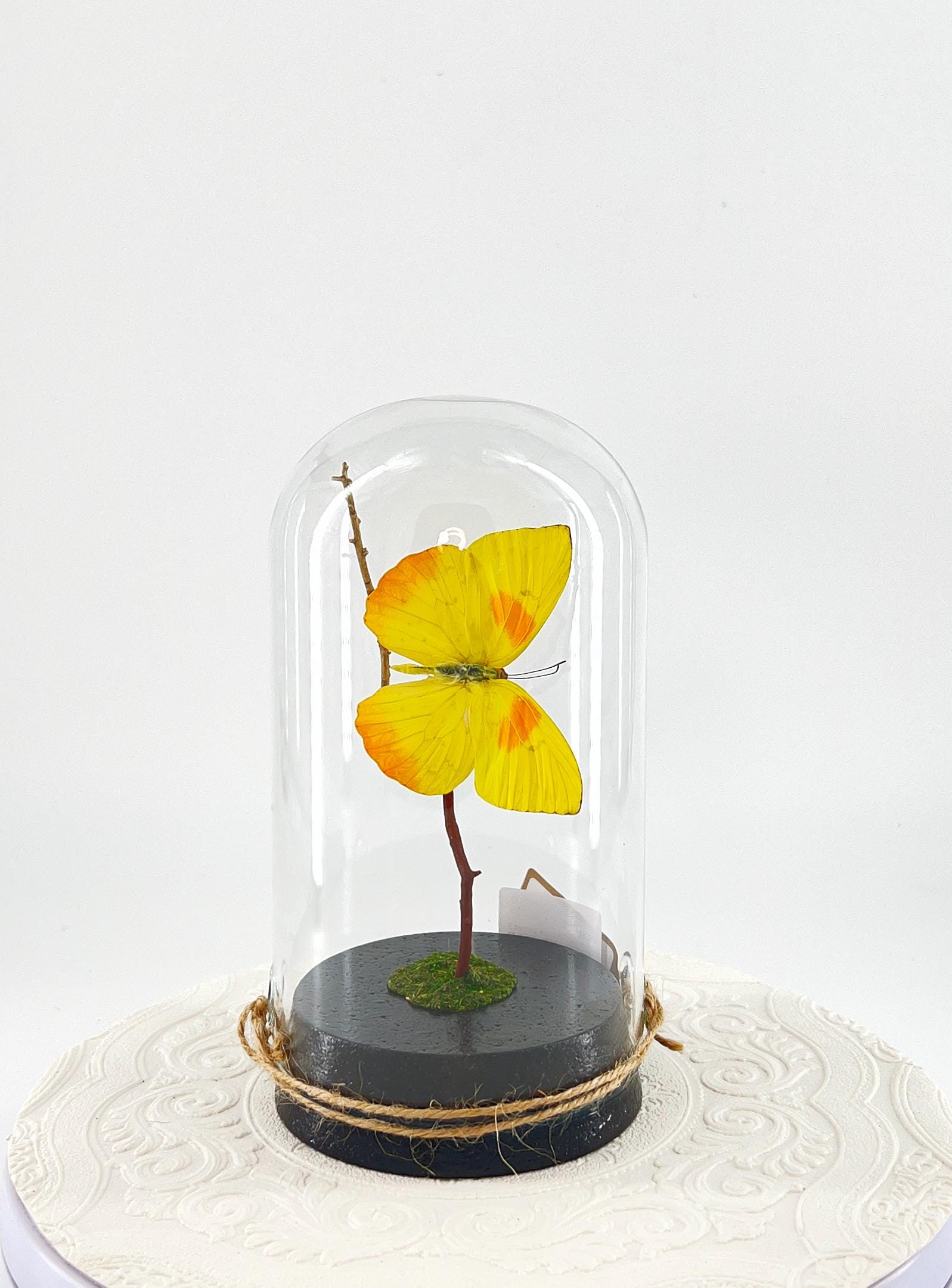 Large Pendant | Orange-barred Sulphur | Yellow | Flutter by Katie | Handmade Butterfly Sculpture Art | Home Decor | North America