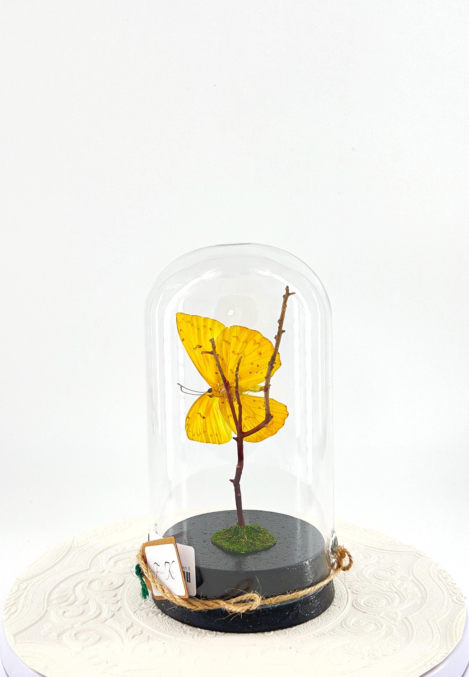 Large Pendant | Orange-barred Sulphur | Yellow | Flutter by Katie | Handmade Butterfly Sculpture Art | Home Decor | North America