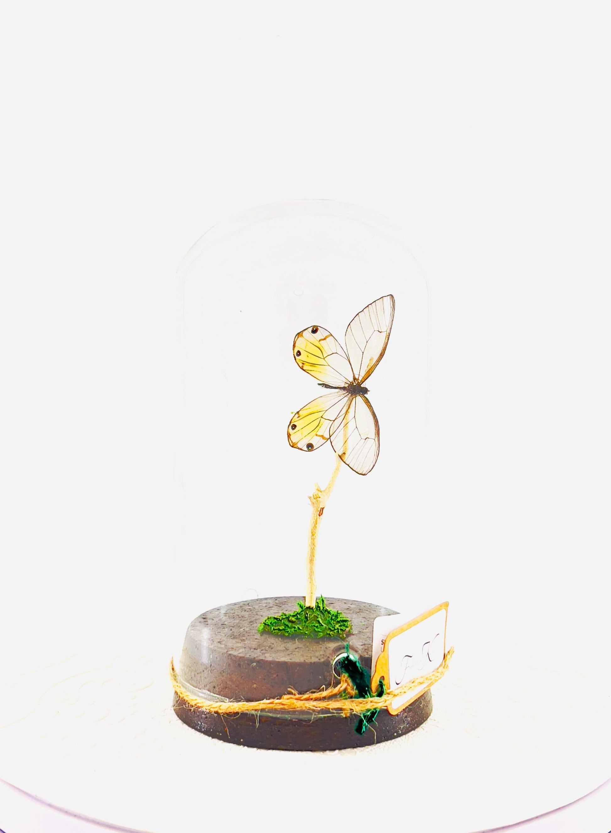 Large Pendant | Amber Phantom | Glasswing | Transparent | Flutter by Katie | Handmade Butterfly Sculpture Art | Home Decor | Peru