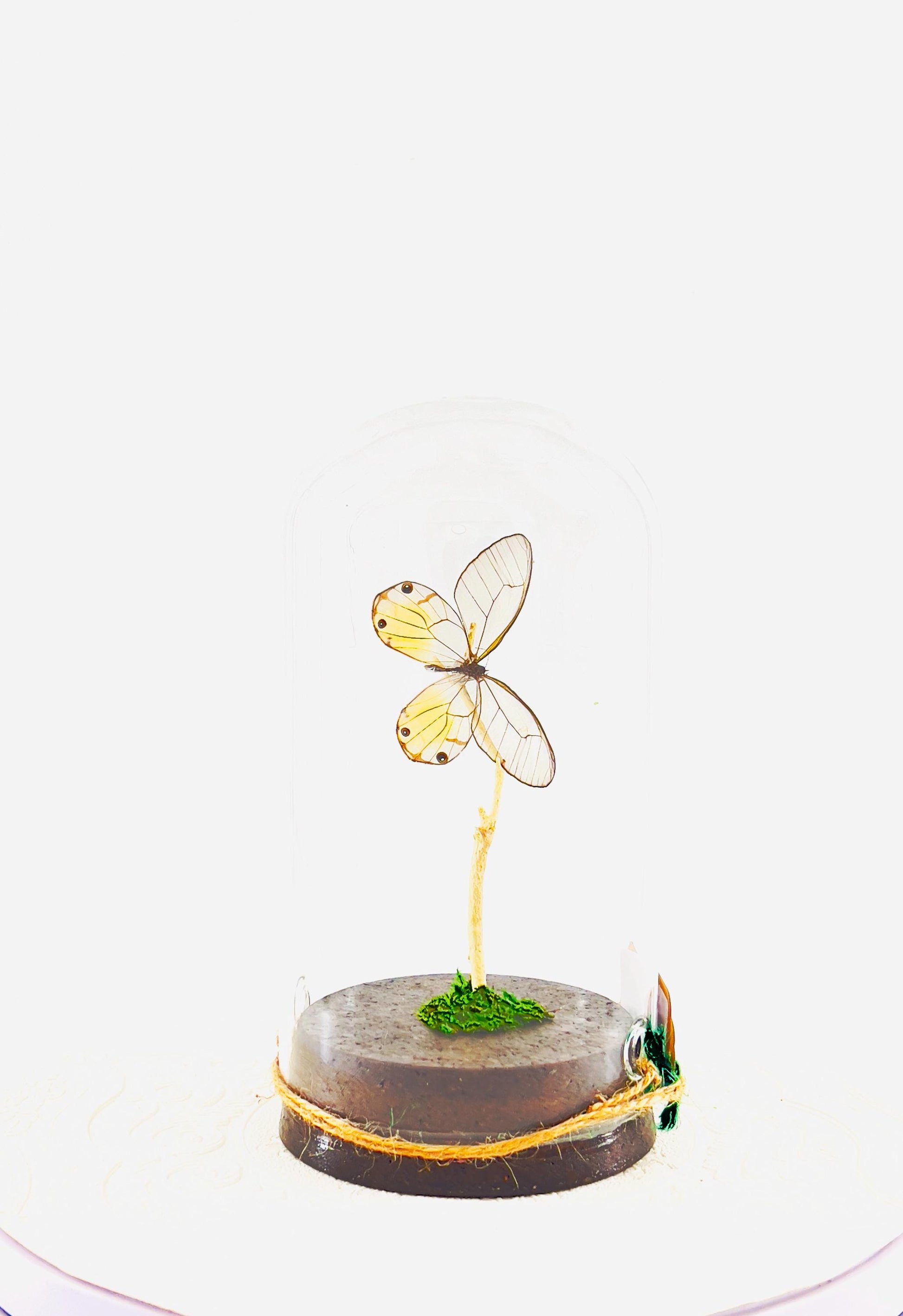 Large Pendant | Amber Phantom | Glasswing | Transparent | Flutter by Katie | Handmade Butterfly Sculpture Art | Home Decor | Peru