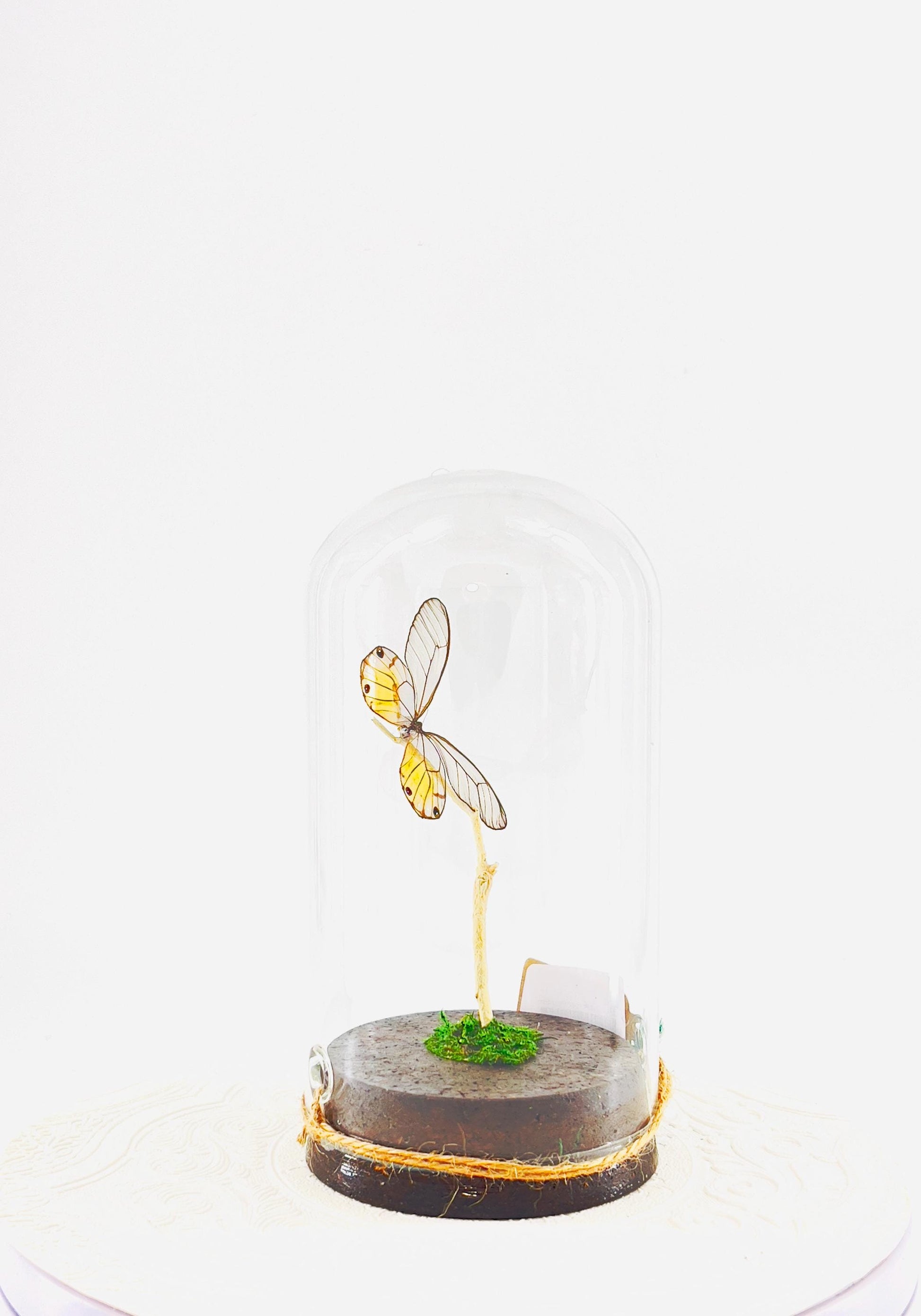 Large Pendant | Amber Phantom | Glasswing | Transparent | Flutter by Katie | Handmade Butterfly Sculpture Art | Home Decor | Peru