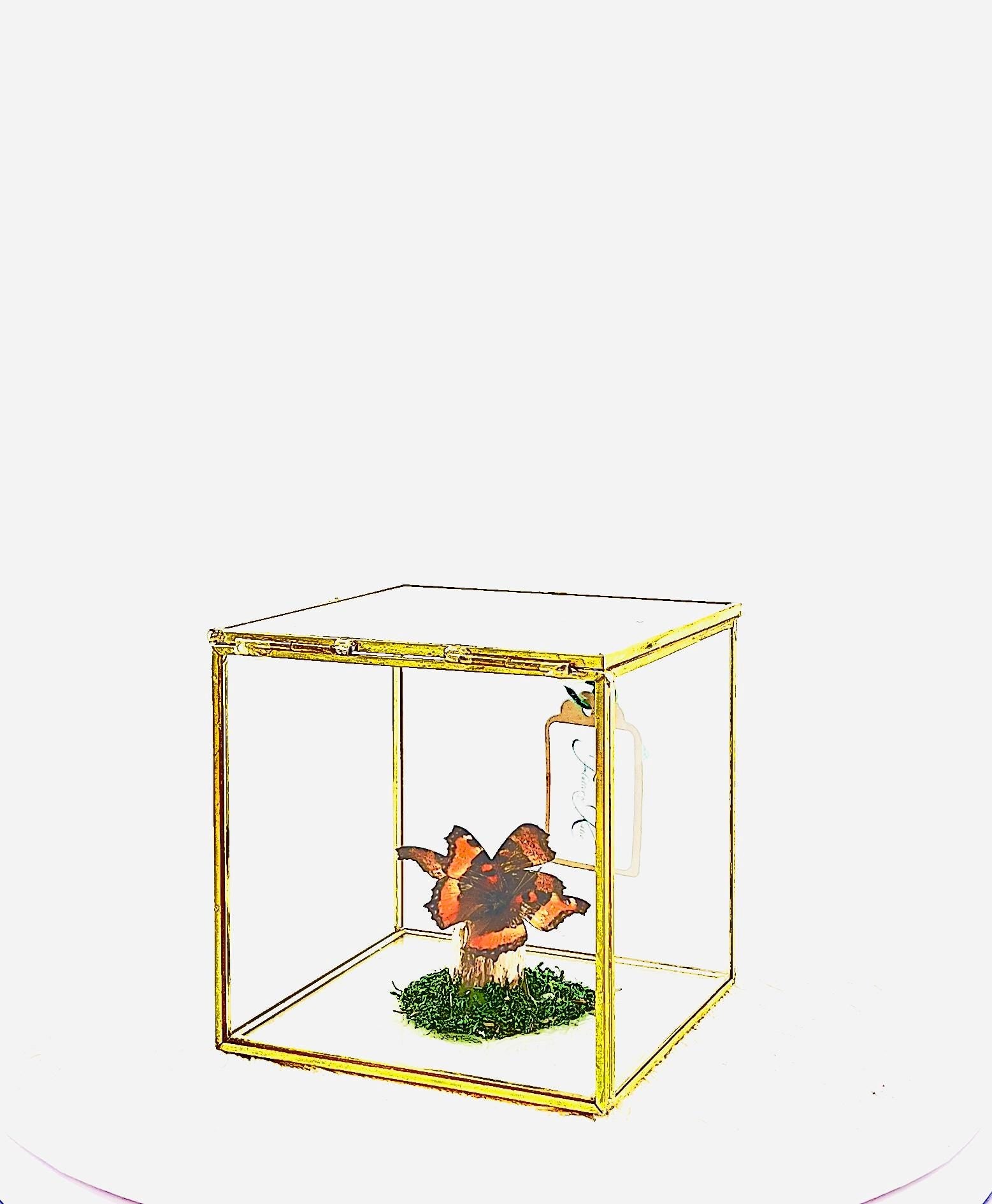The Cube | Centerpiece | Milbert's Tortoiseshell | Brown Orange| Handmade Butterfly Sculpture Art | Flutter by Katie | Glass Cube| N America