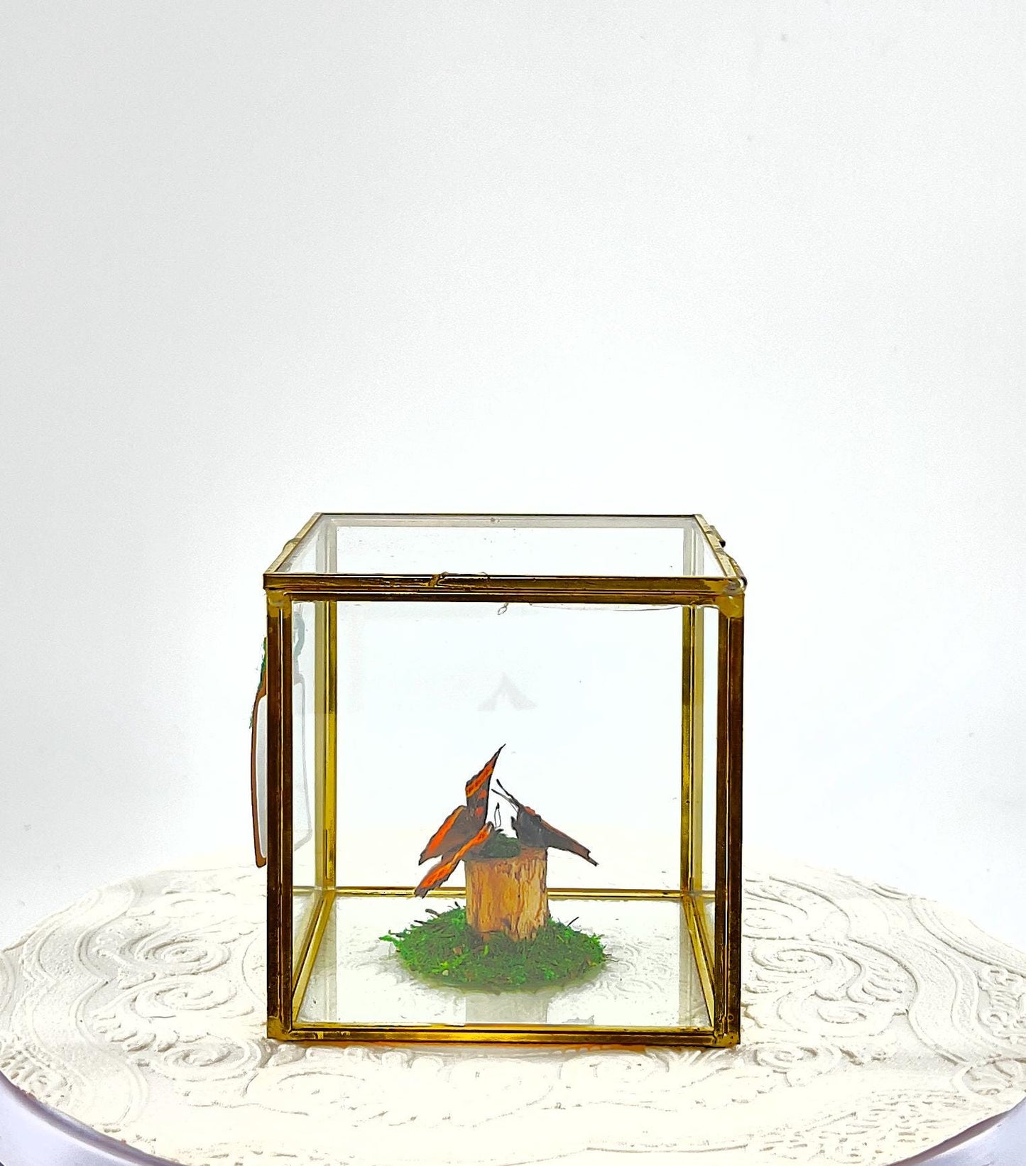 The Cube | Centerpiece | Milbert's Tortoiseshell | Brown Orange| Handmade Butterfly Sculpture Art | Flutter by Katie | Glass Cube| N America