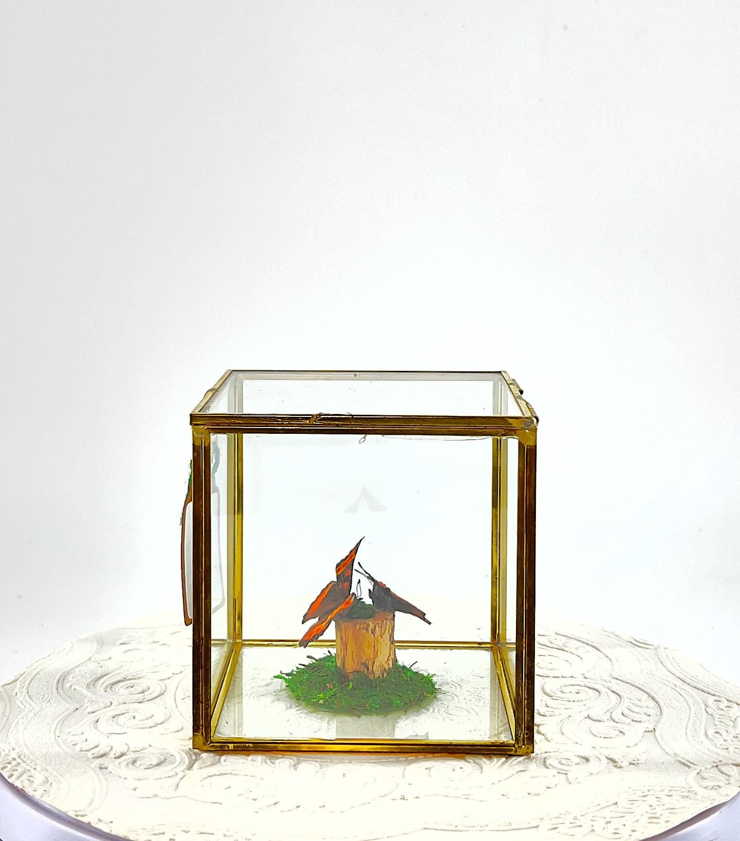 The Cube | Centerpiece | Milbert's Tortoiseshell | Brown Orange| Handmade Butterfly Sculpture Art | Flutter by Katie | Glass Cube| N America