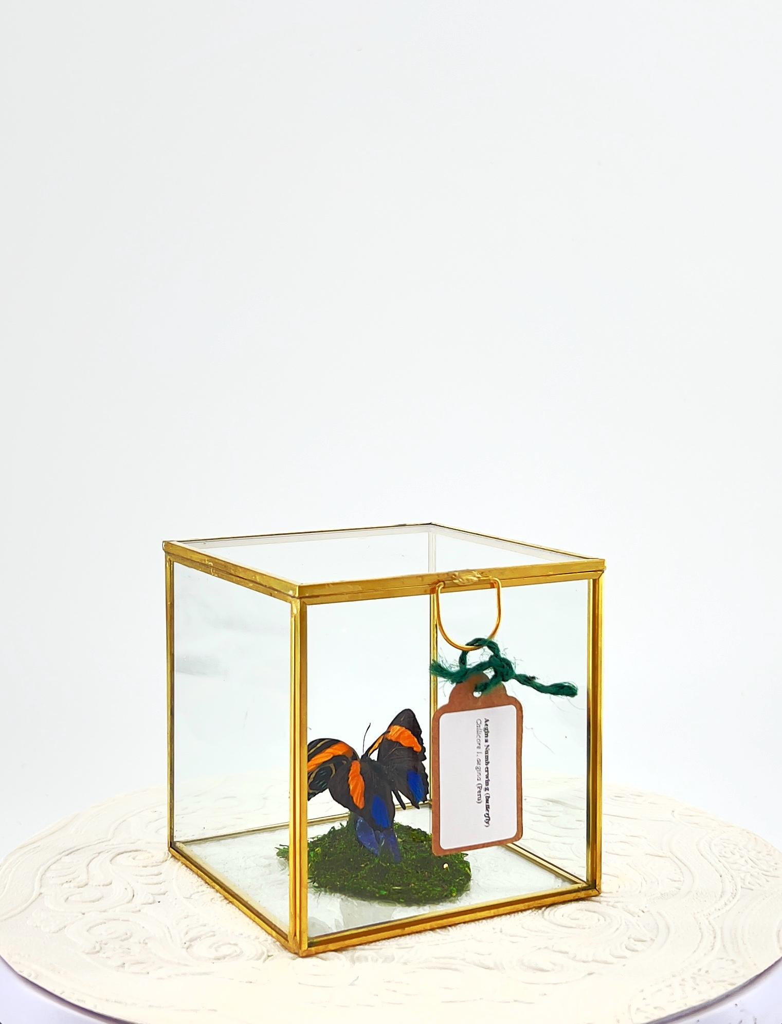 The Cube | Centerpiece | Aegina Numberwing | Blue Yellow Stripes | Handmade Butterfly Sculpture Art | Flutter by Katie | Glass Cube | Peru