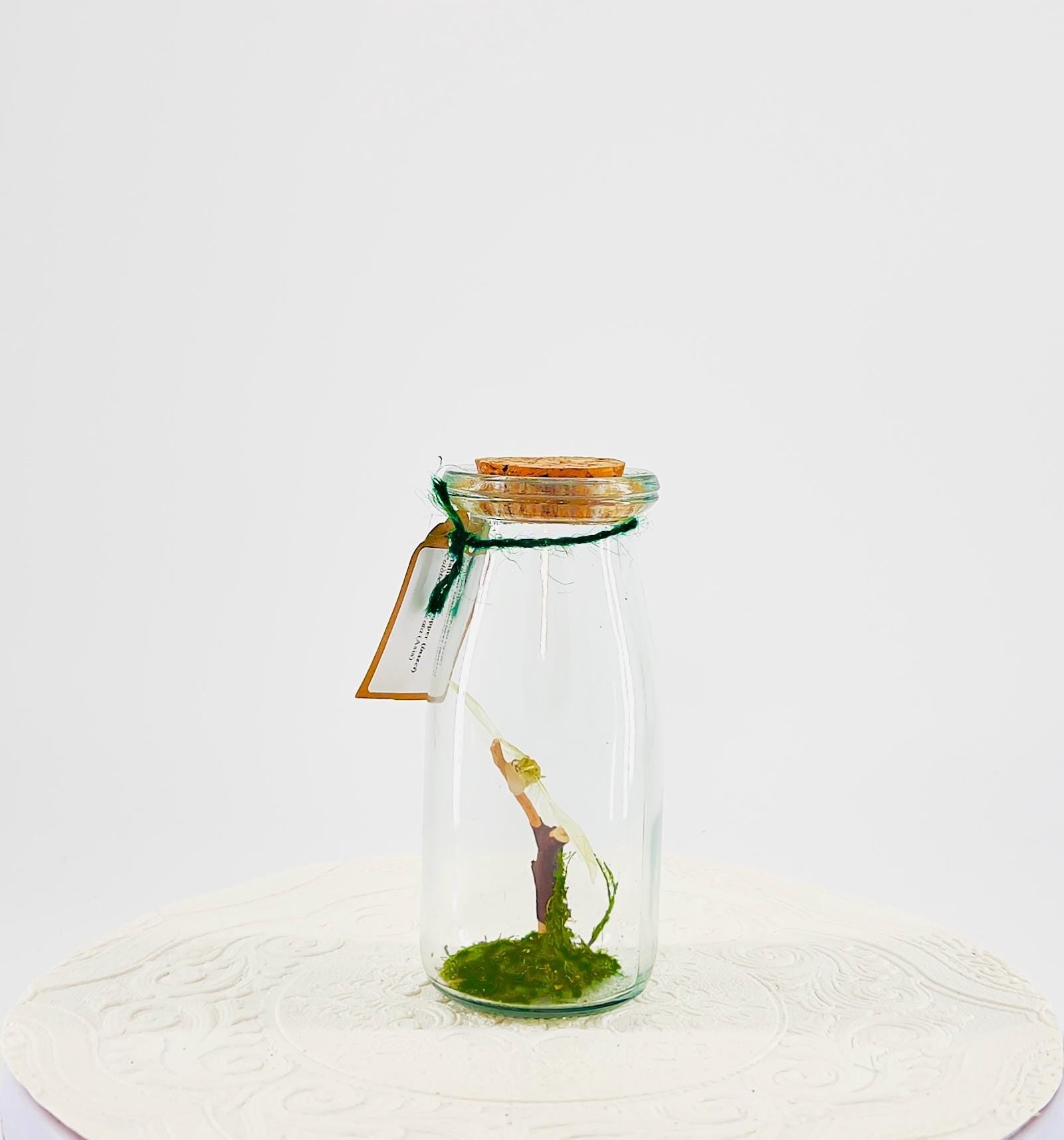 Accent | Centerpiece | Maliau Planthopper | Green White | Flutter by Katie | Handmade Sculpture Art | Real Specimens | Home Decor | Asia