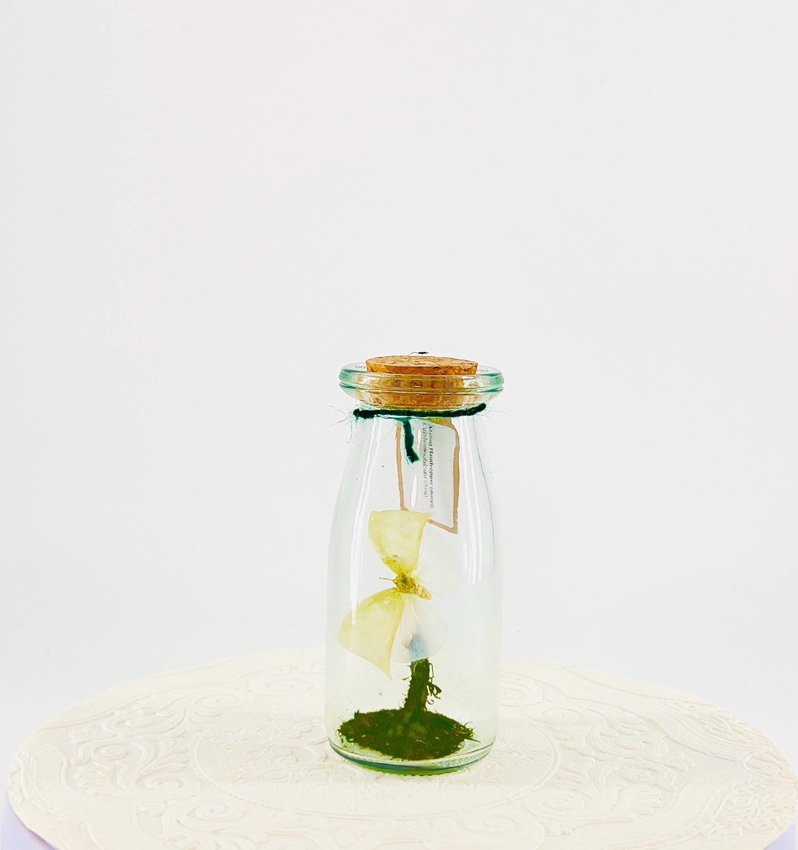 Accent | Centerpiece | Maliau Planthopper | Green White | Flutter by Katie | Handmade Sculpture Art | Real Specimens | Home Decor | Asia