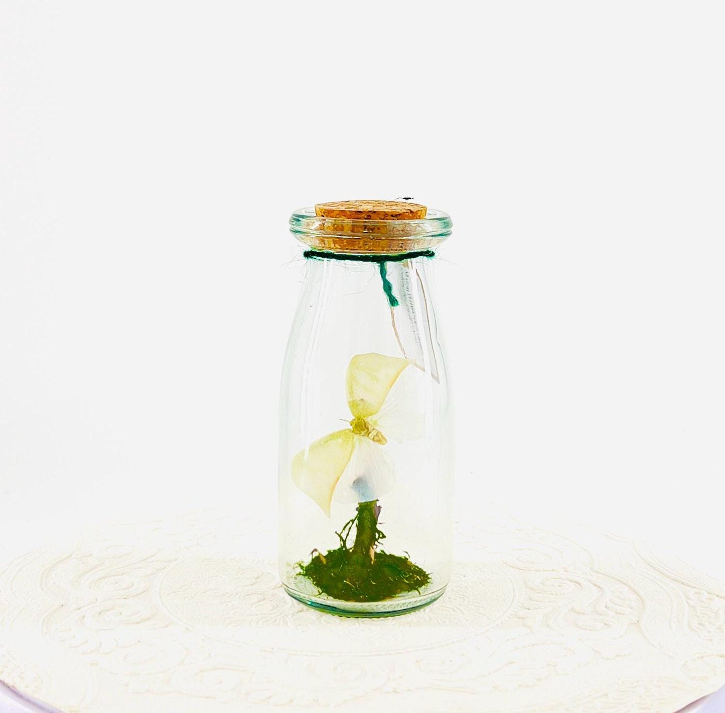 Accent | Centerpiece | Maliau Planthopper | Green White | Flutter by Katie | Handmade Sculpture Art | Real Specimens | Home Decor | Asia