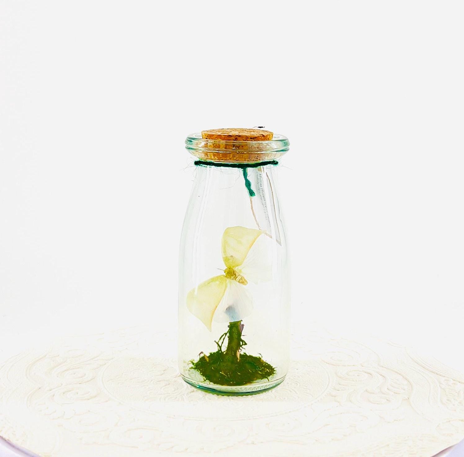 Accent | Centerpiece | Maliau Planthopper | Green White | Flutter by Katie | Handmade Sculpture Art | Real Specimens | Home Decor | Asia
