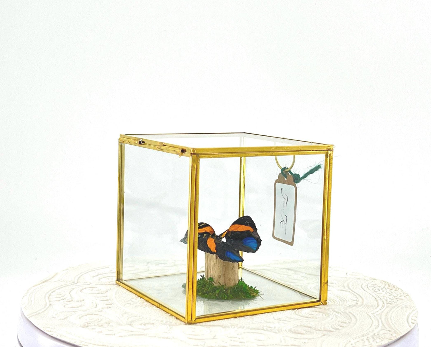 The Cube | Centerpiece | Aegina Numberwing | Blue Yellow | Flutter by Katie | Handmade Butterfly Sculpture Art | Home Decor | Peru