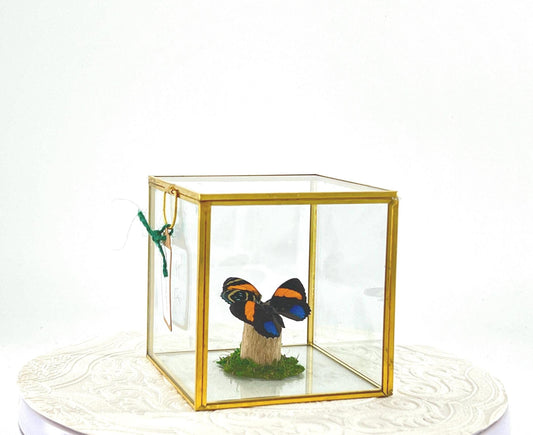 The Cube | Centerpiece | Aegina Numberwing | Blue Yellow | Flutter by Katie | Handmade Butterfly Sculpture Art | Home Decor | Peru