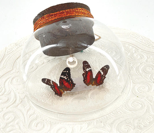 Droplet | Tabletop Wall Hanging | Double Scarlet Peacock | Red Brown | Flutter by Katie | Butterfly Sculpture Art | Glass Bubble | S America