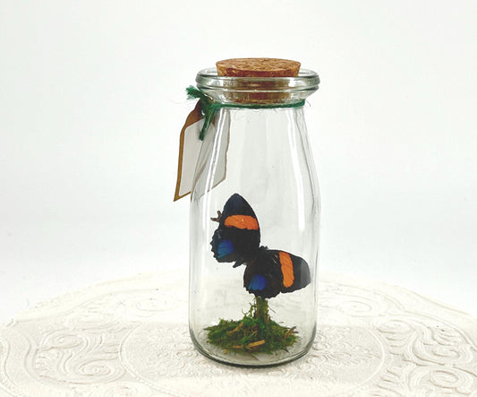 Accent | Centerpiece | Aegina Numberwing | Blue Yellow | Flutter by Katie | Handmade Butterfly Sculpture Art | Home Decor | Peru