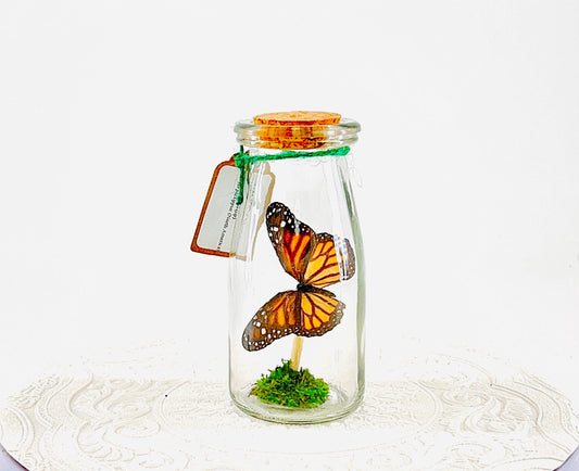 Accent | Centerpiece | Monarch | Black Orange | Flutter by Katie Butterfly Display | Handmade | Real Butterflies | Home Decor North America
