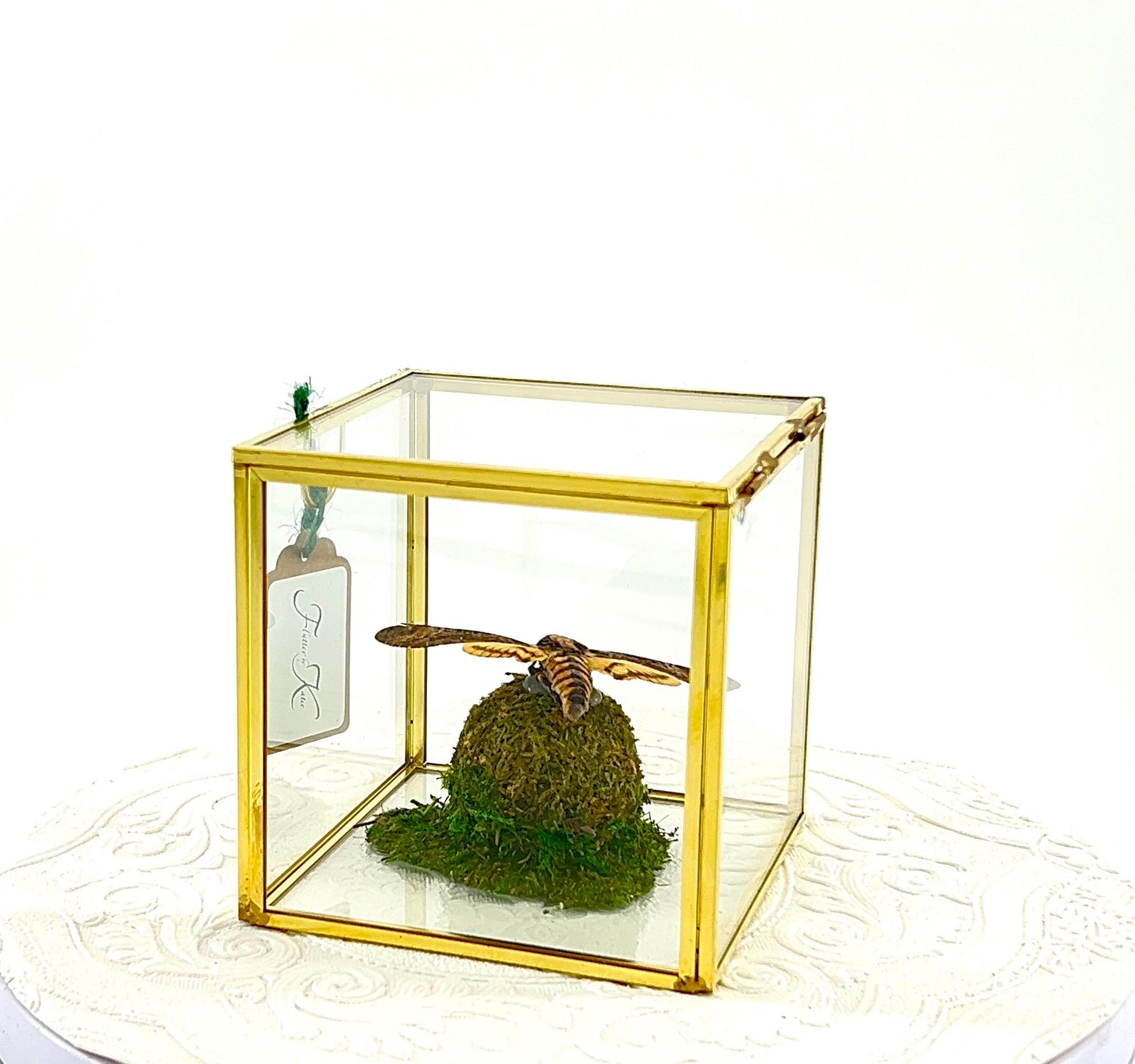 The Cube | Centerpiece | Death Head Moth | Black Brown | Flutter by Katie Handmade Butterfly Sculpture Art | Home Decor | Bali
