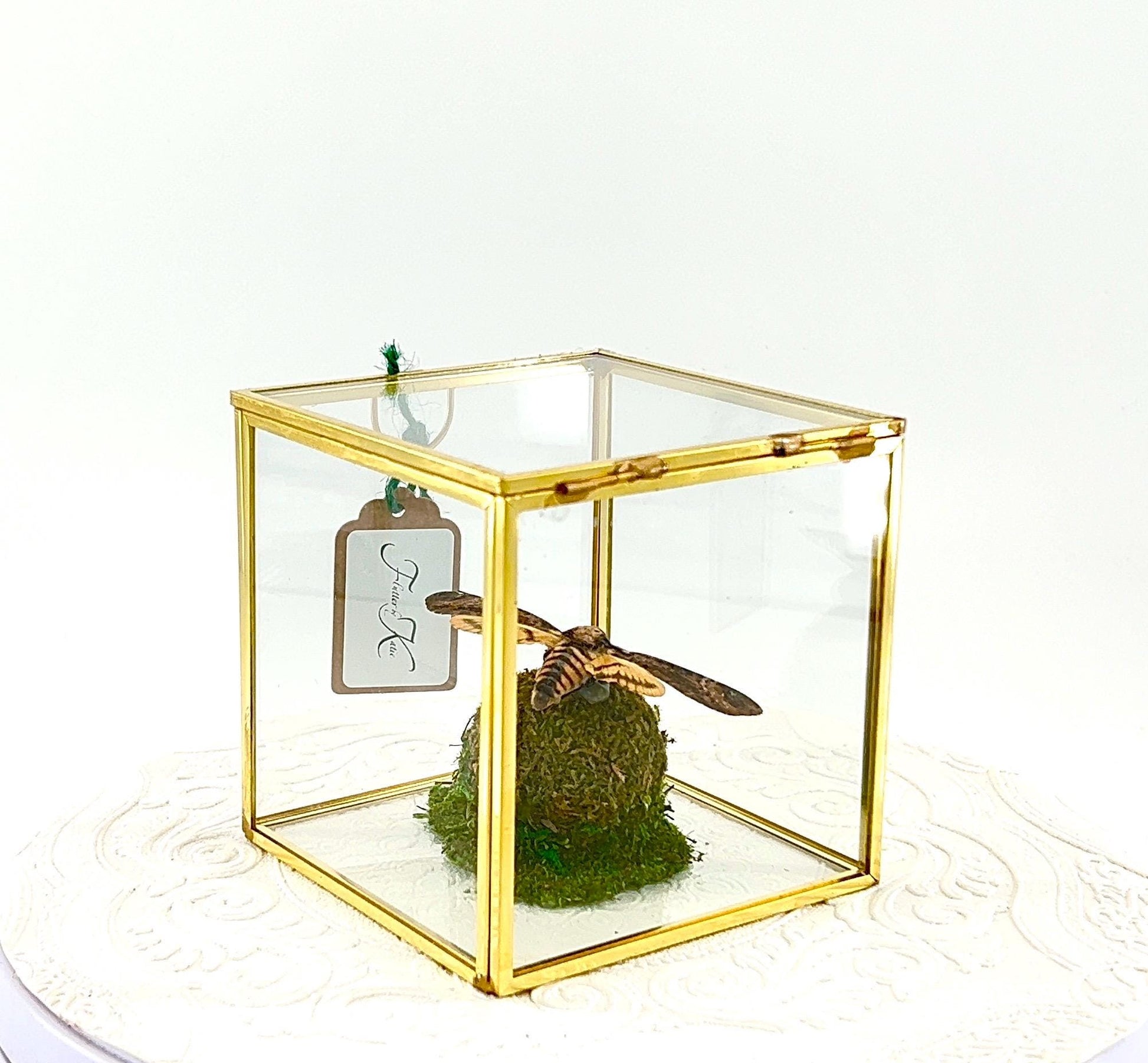 The Cube | Centerpiece | Death Head Moth | Black Brown | Flutter by Katie Handmade Butterfly Sculpture Art | Home Decor | Bali