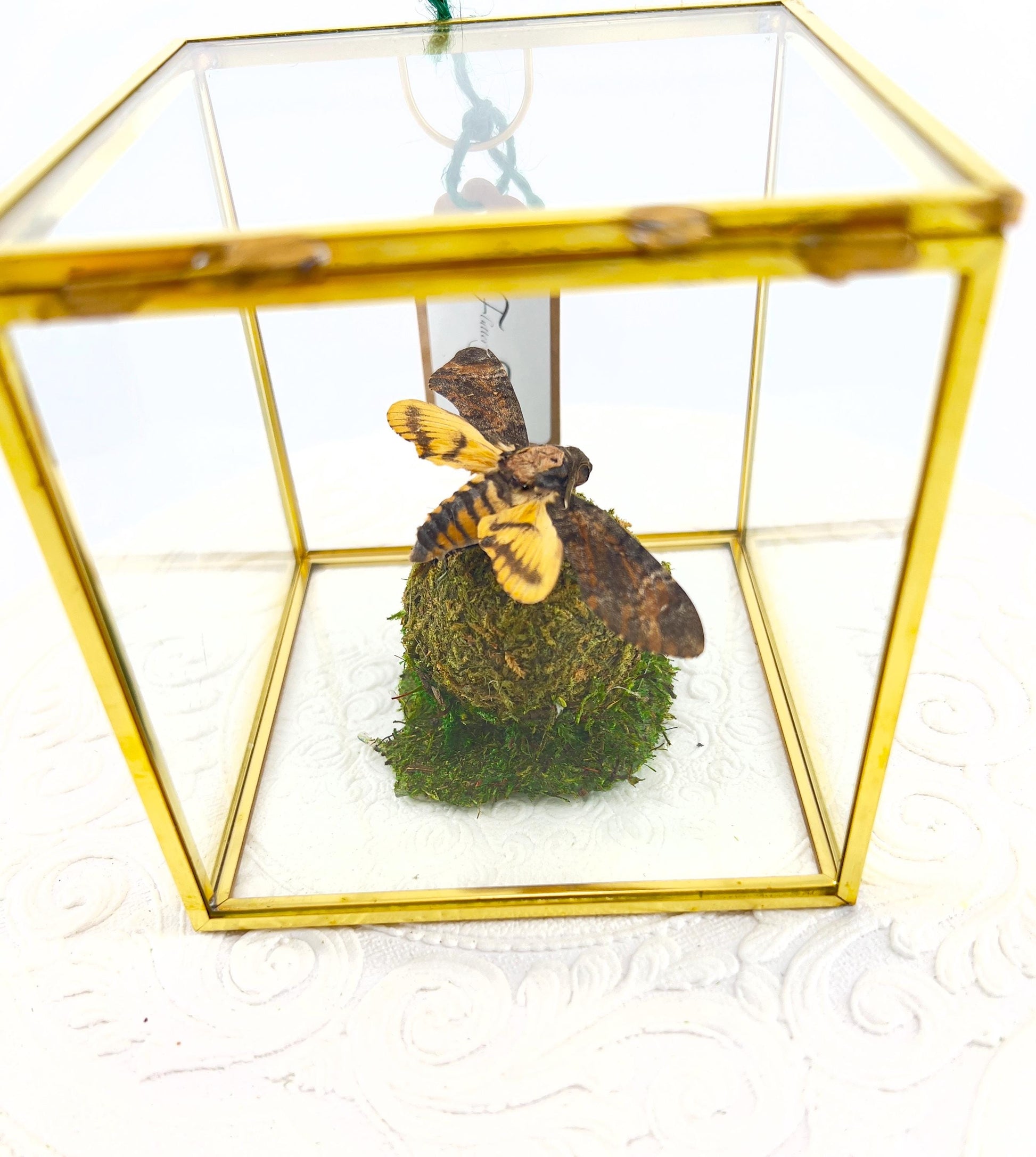 The Cube | Centerpiece | Death Head Moth | Black Brown | Flutter by Katie Handmade Butterfly Sculpture Art | Home Decor | Bali